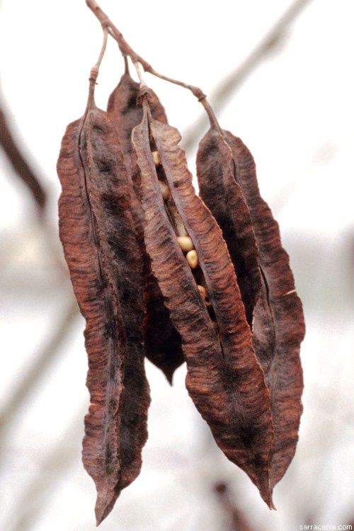 Sesbania cannabina