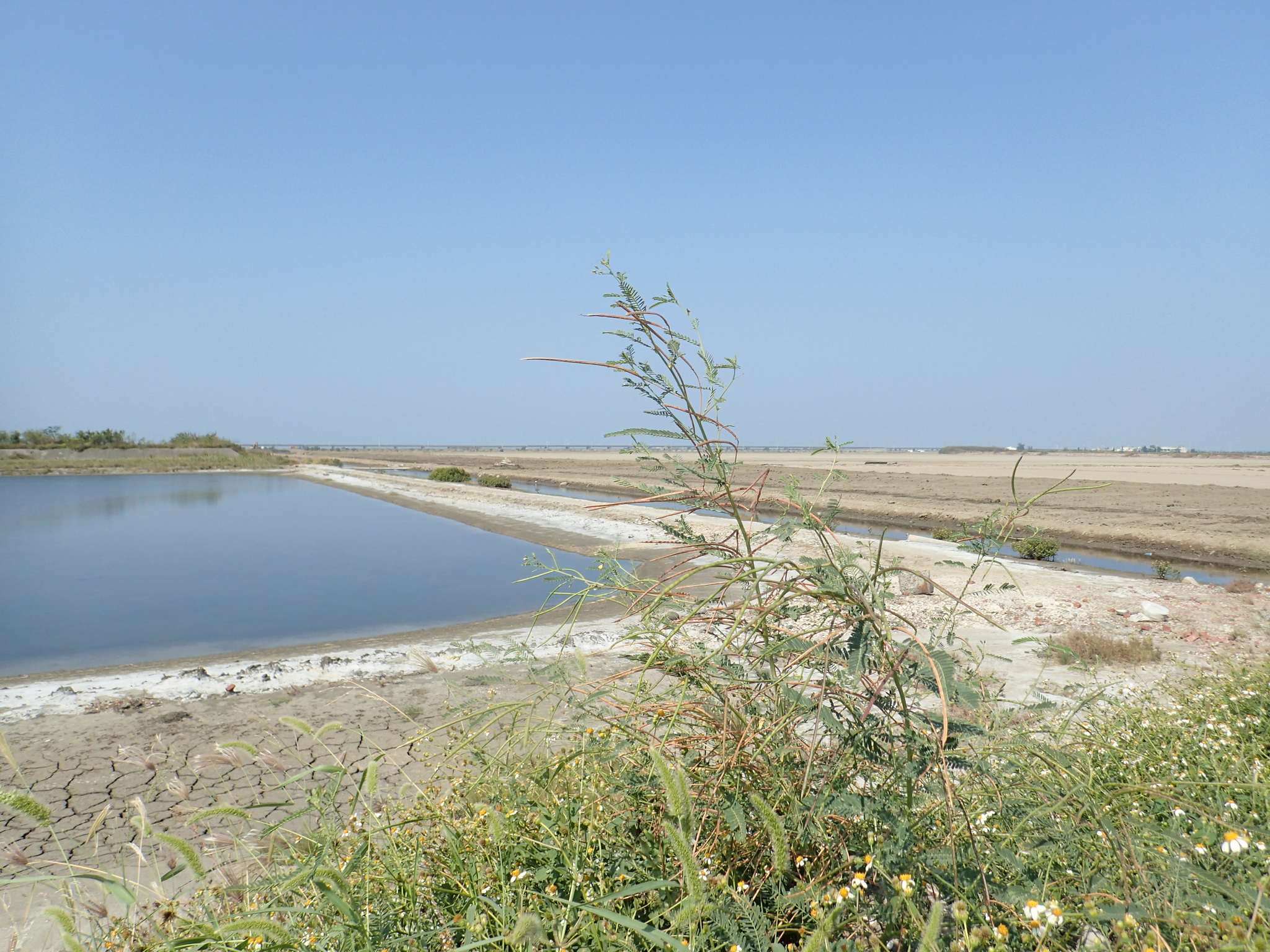Sesbania cannabina