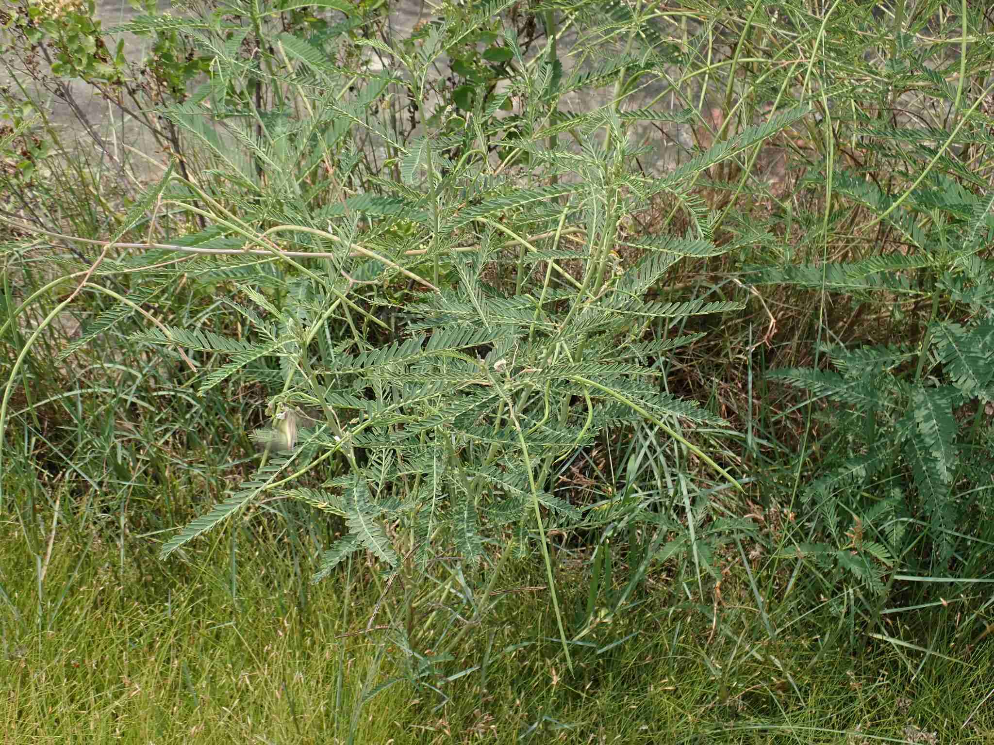 Sesbania cannabina