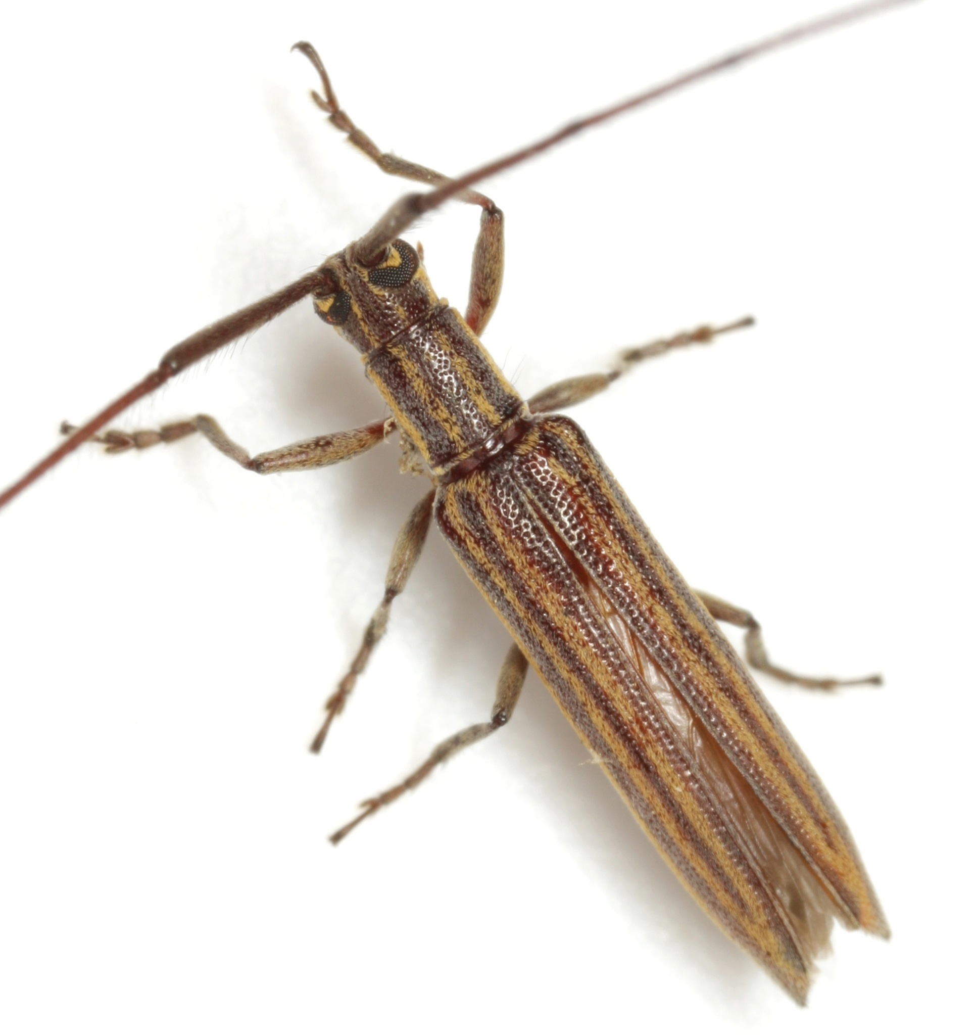 Hippopsis