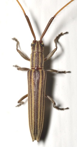 Hippopsis
