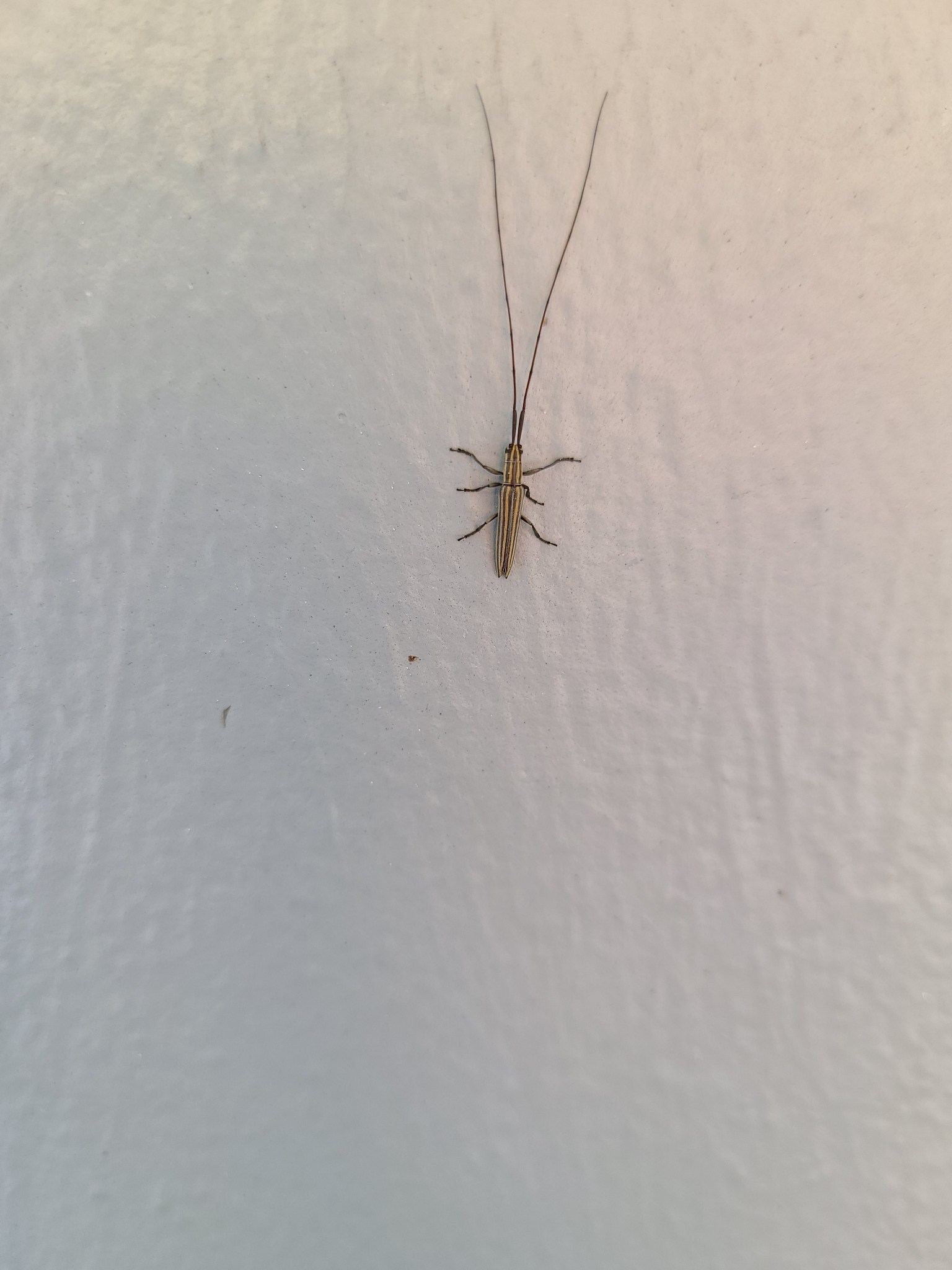 Hippopsis