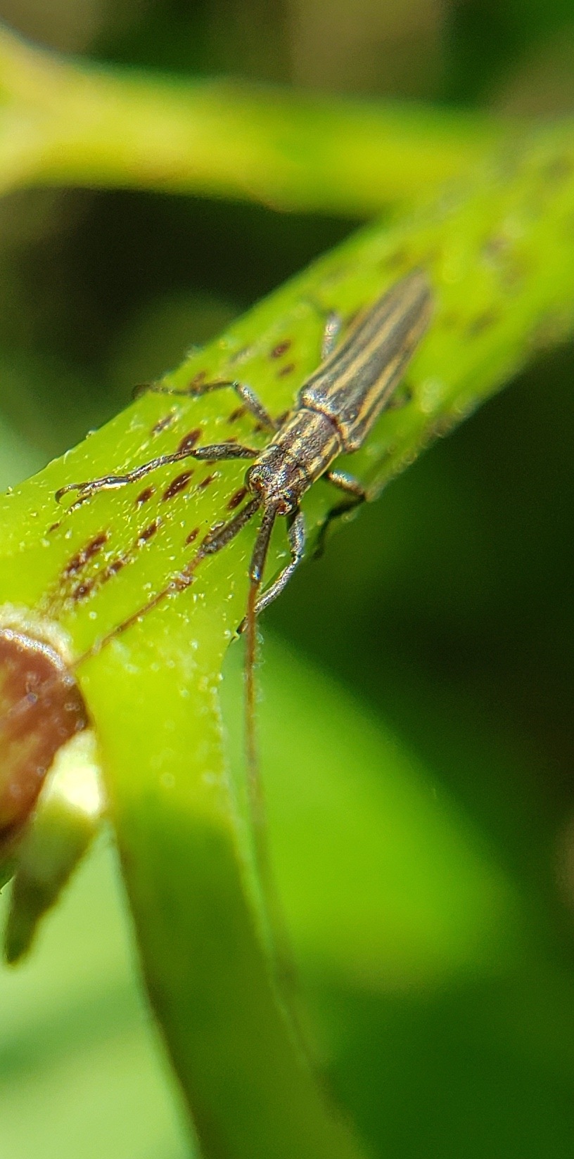 Hippopsis
