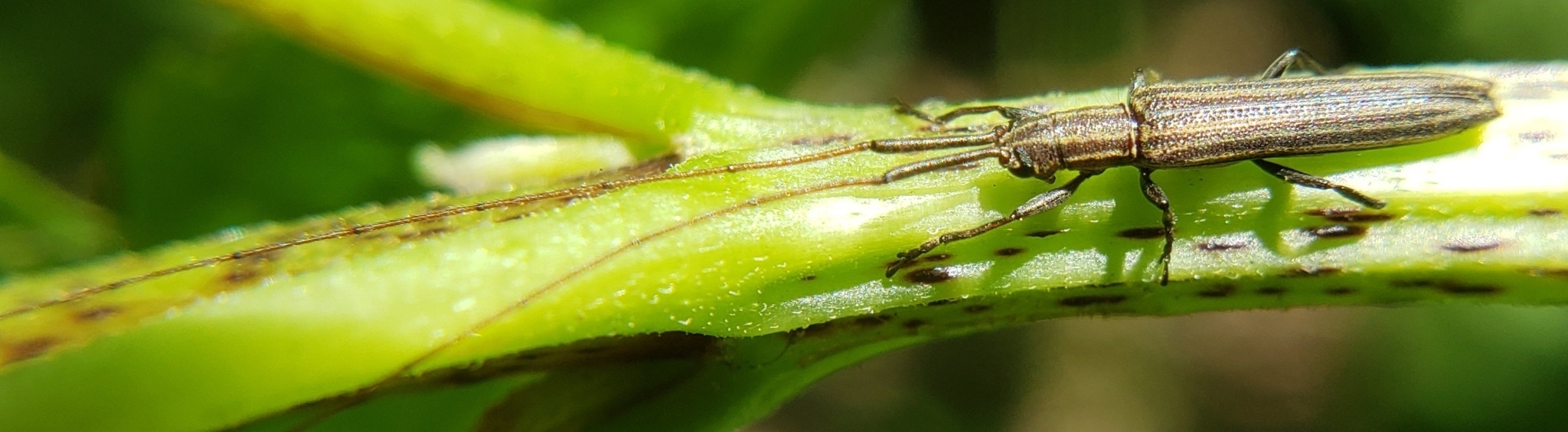 Hippopsis