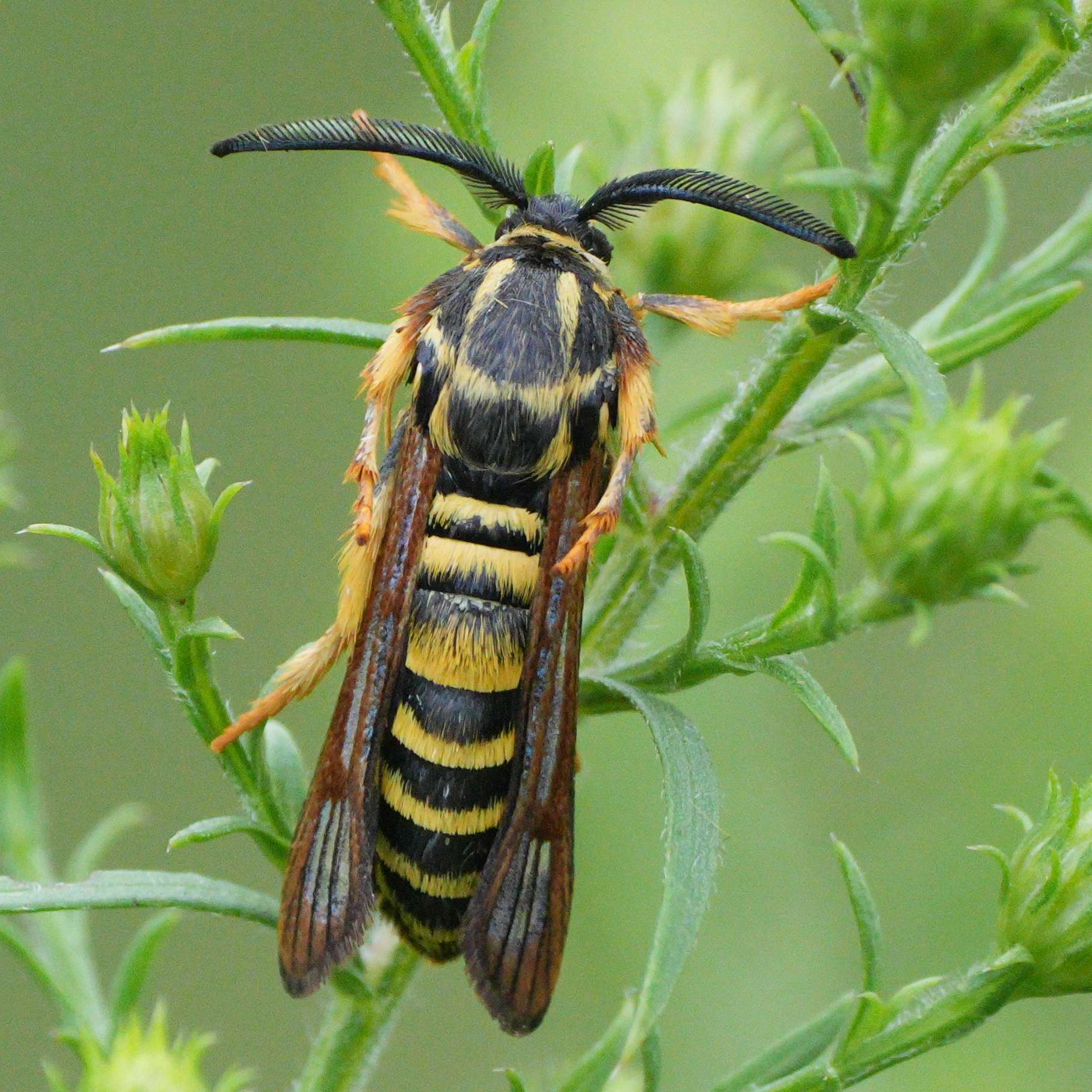 Pennisetia marginata