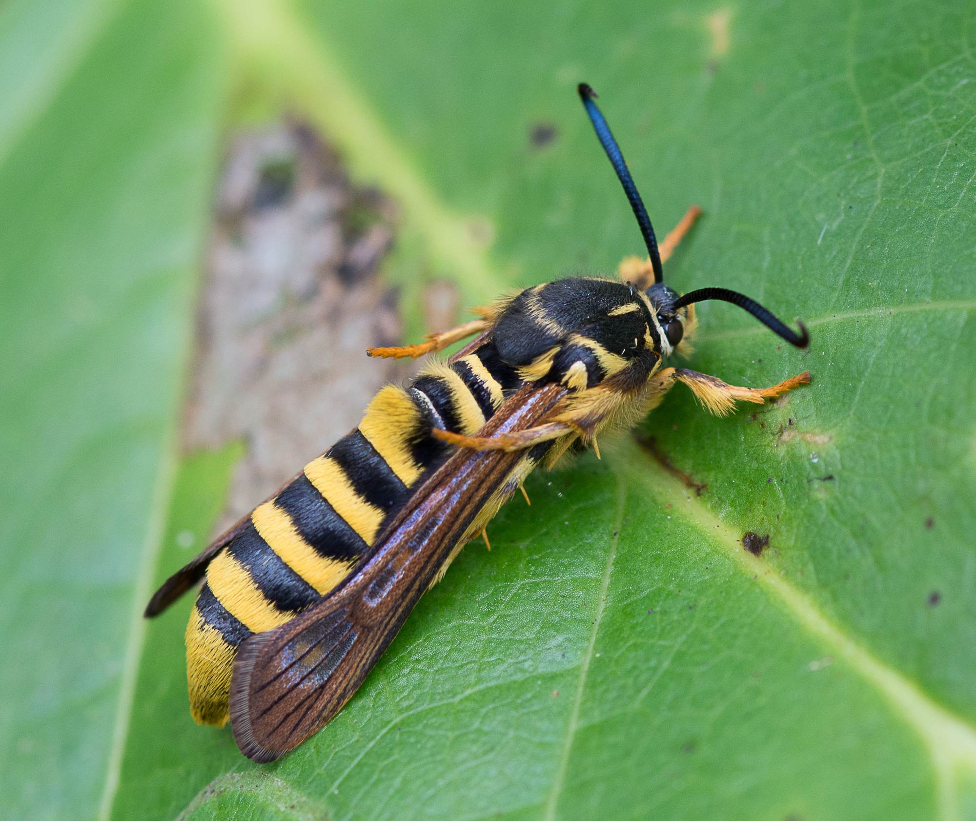 Pennisetia marginata
