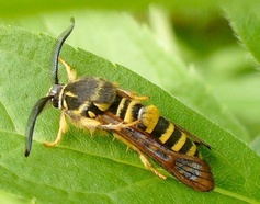 Pennisetia marginata