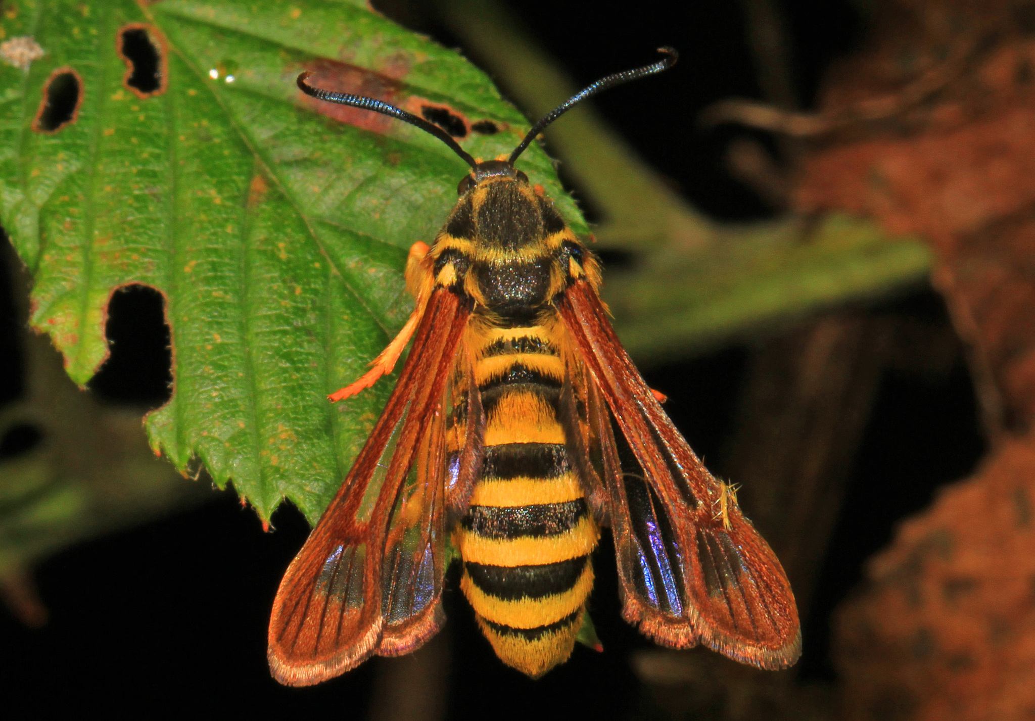 Pennisetia marginata
