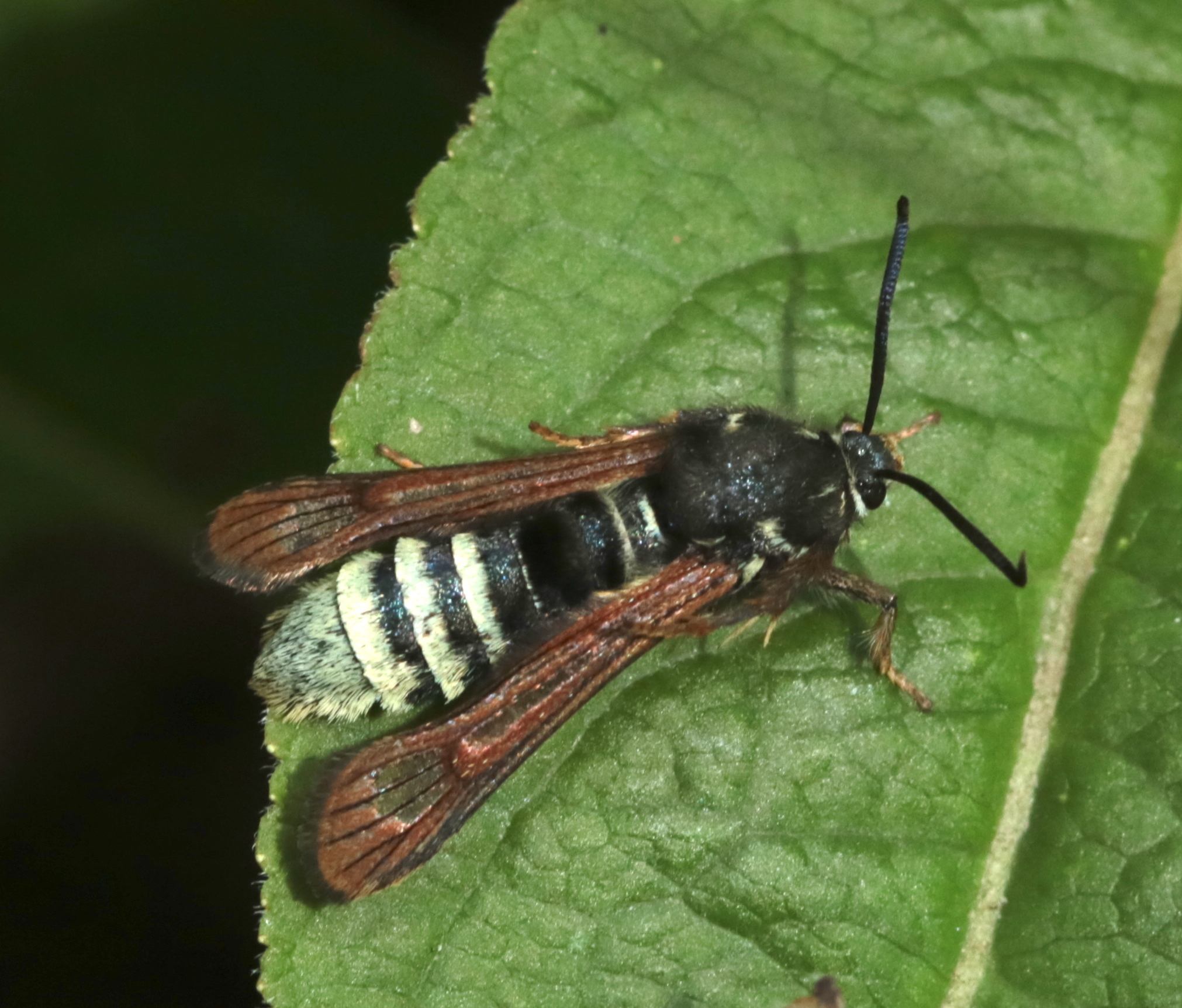 Pennisetia marginata