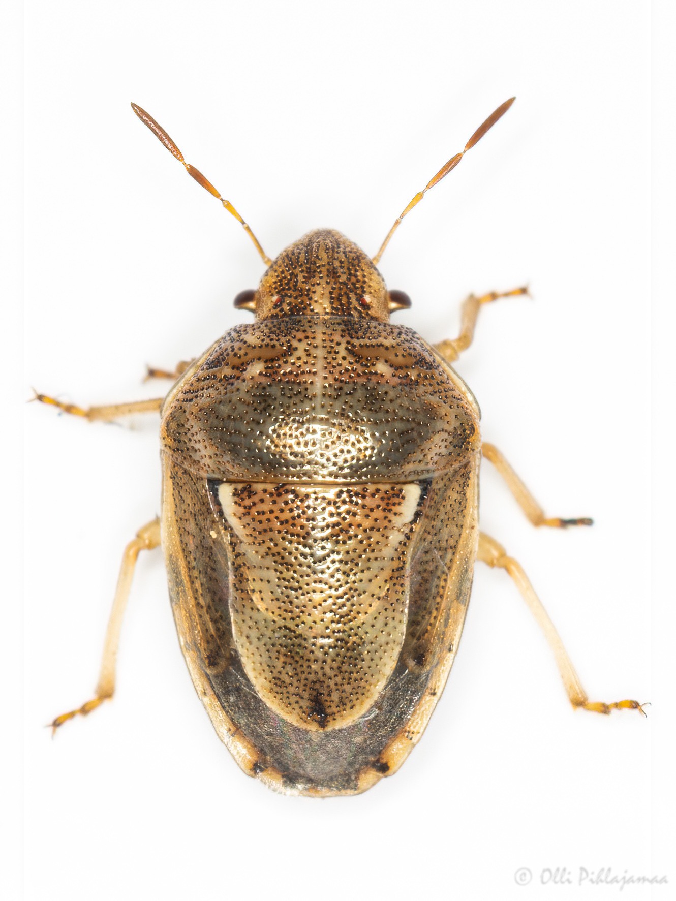 Neottiglossa