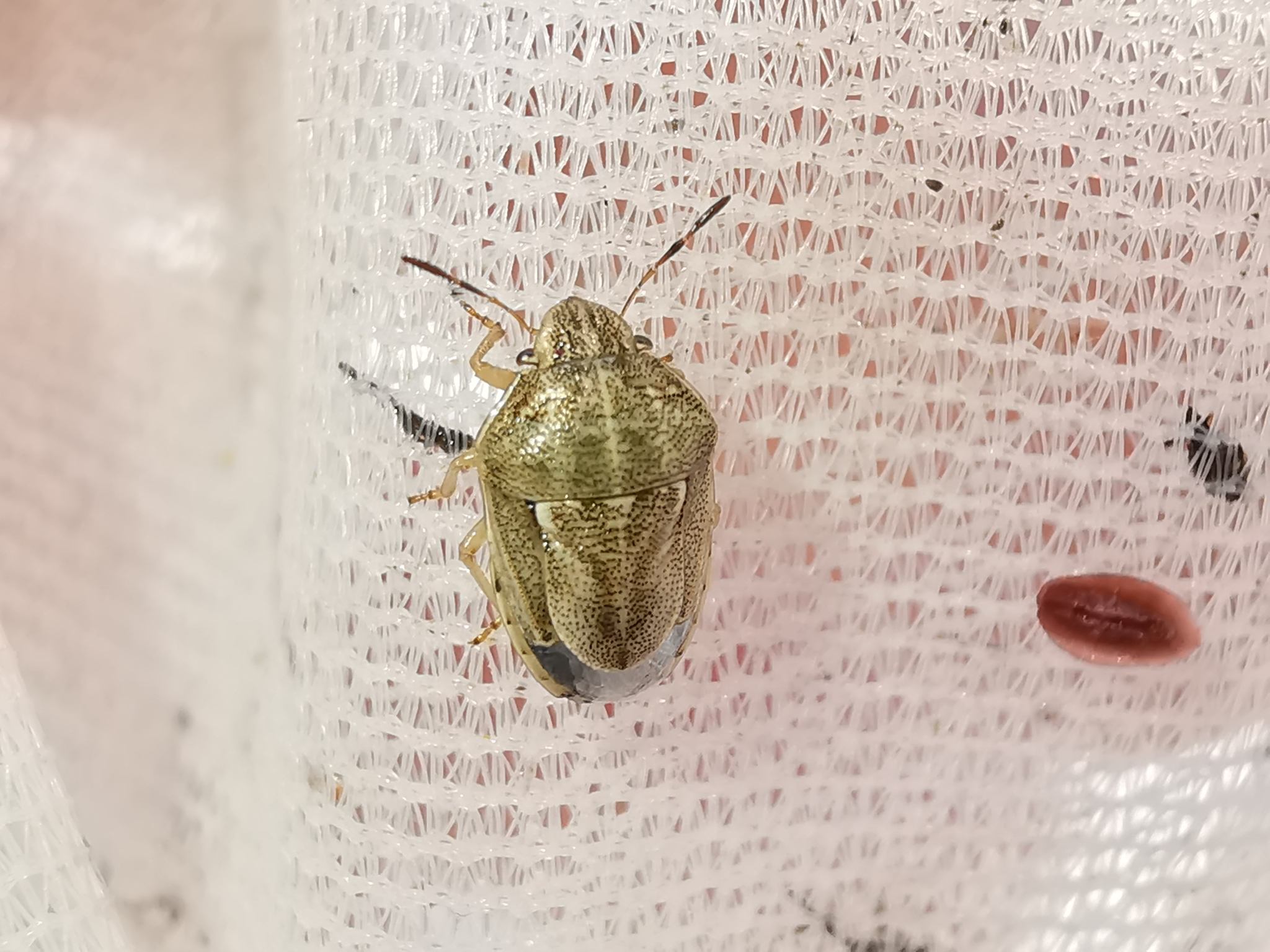 Neottiglossa