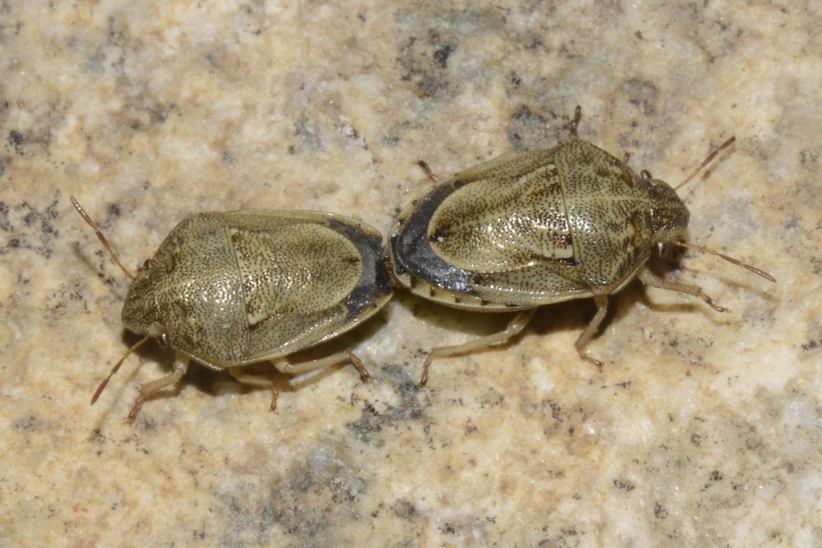 Neottiglossa