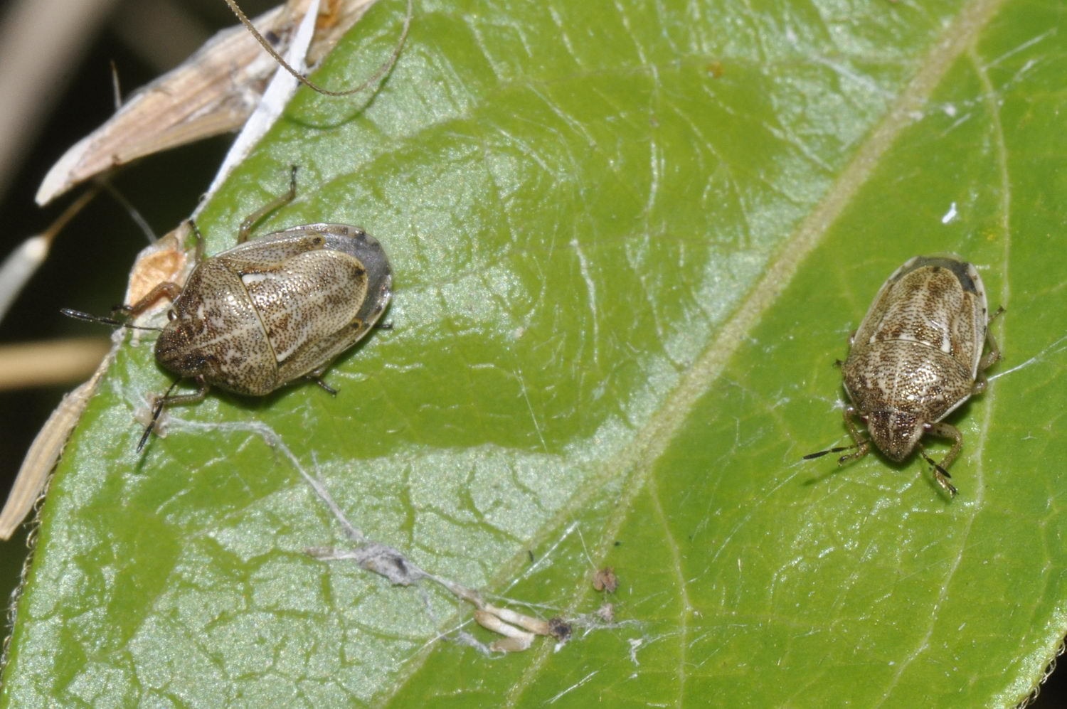 Neottiglossa