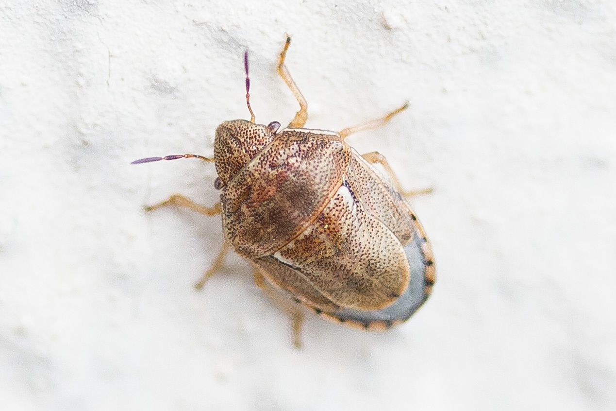 Neottiglossa