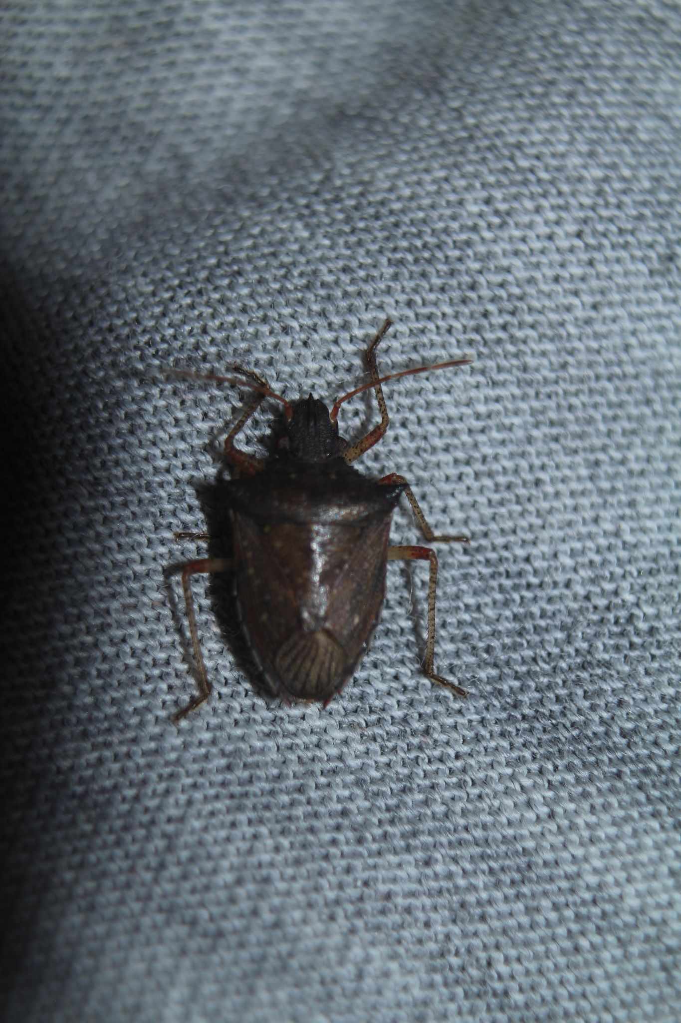 Berecynthus hastator