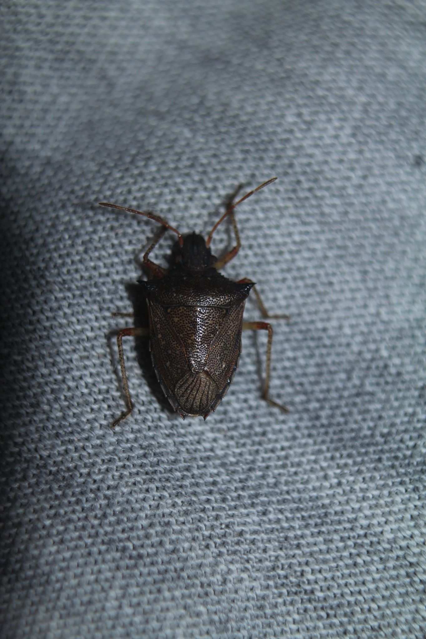 Berecynthus hastator