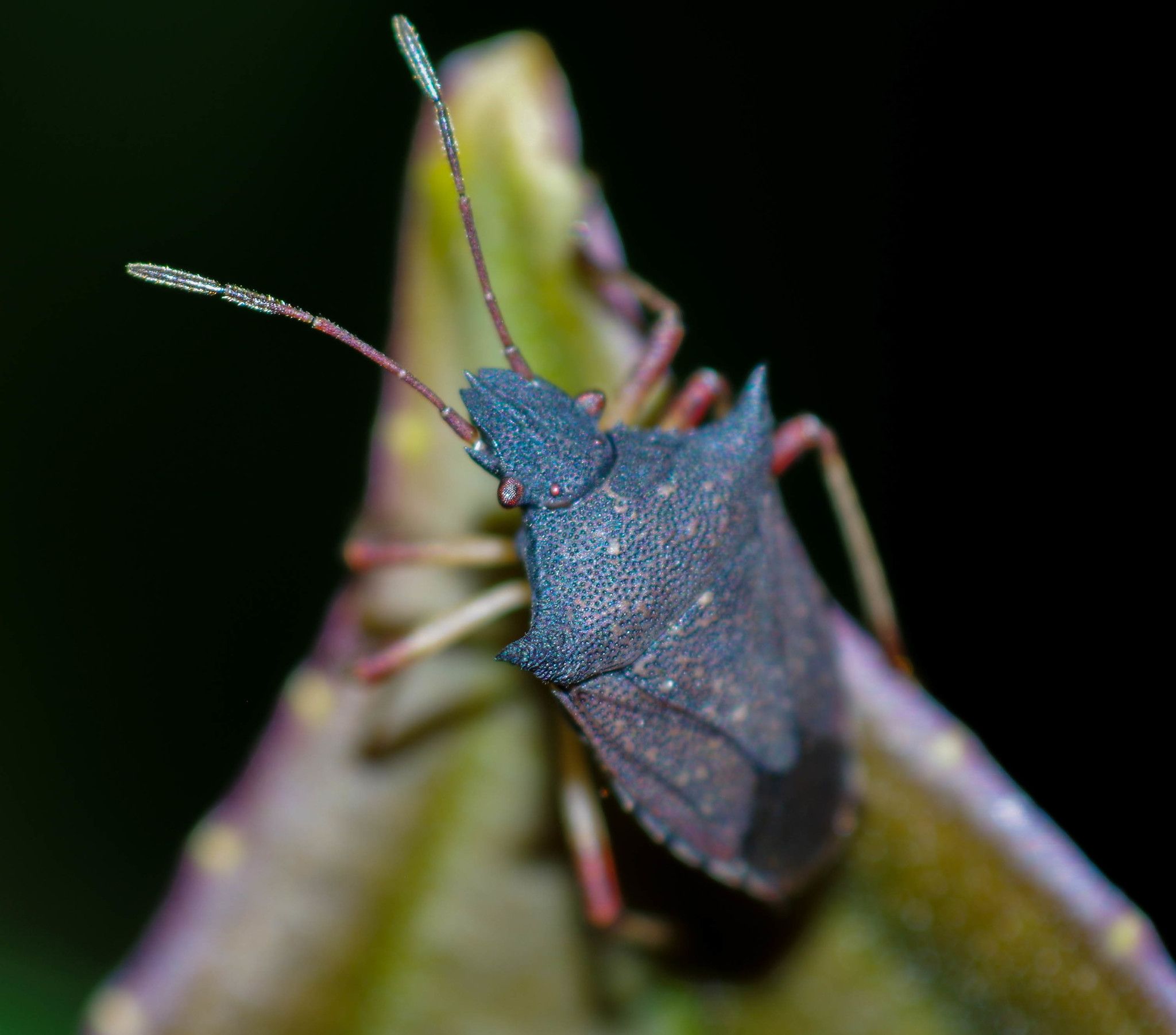 Berecynthus hastator