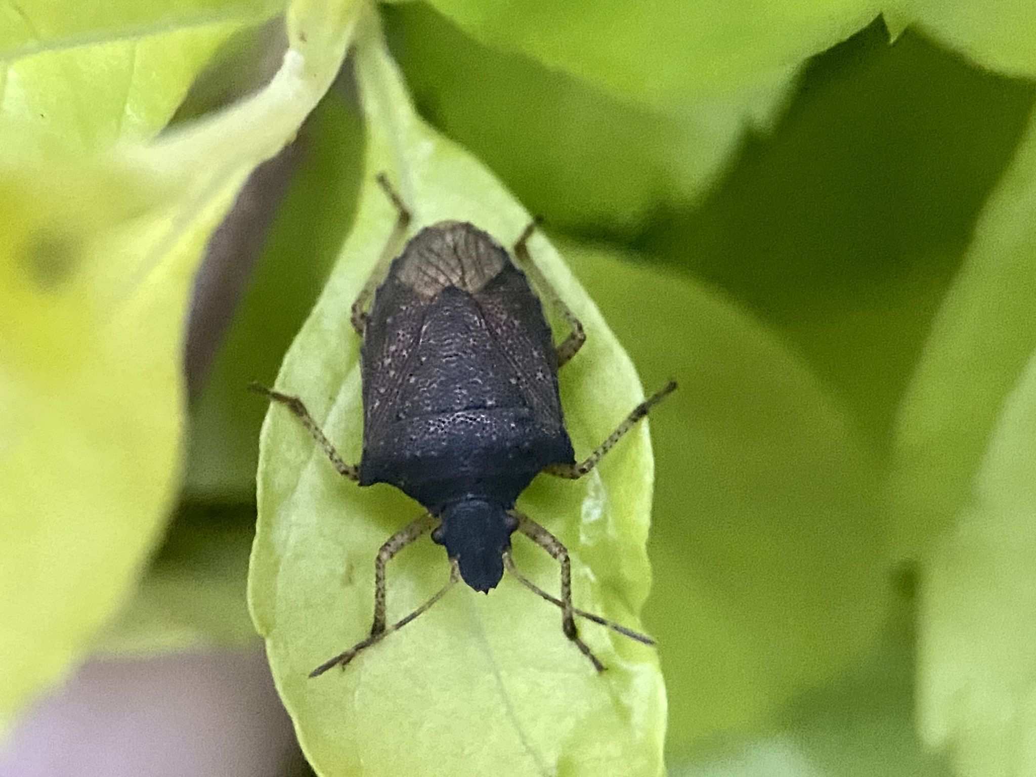 Berecynthus hastator