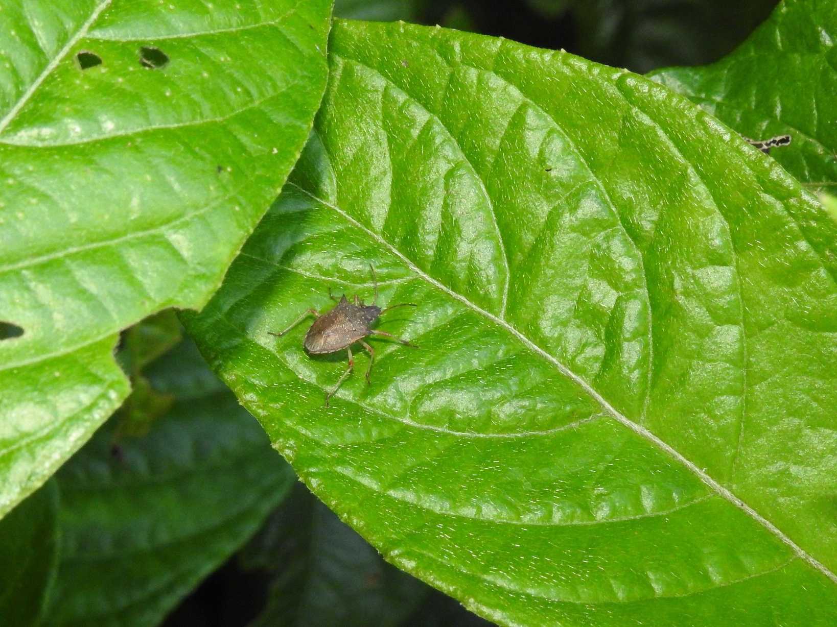 Berecynthus hastator
