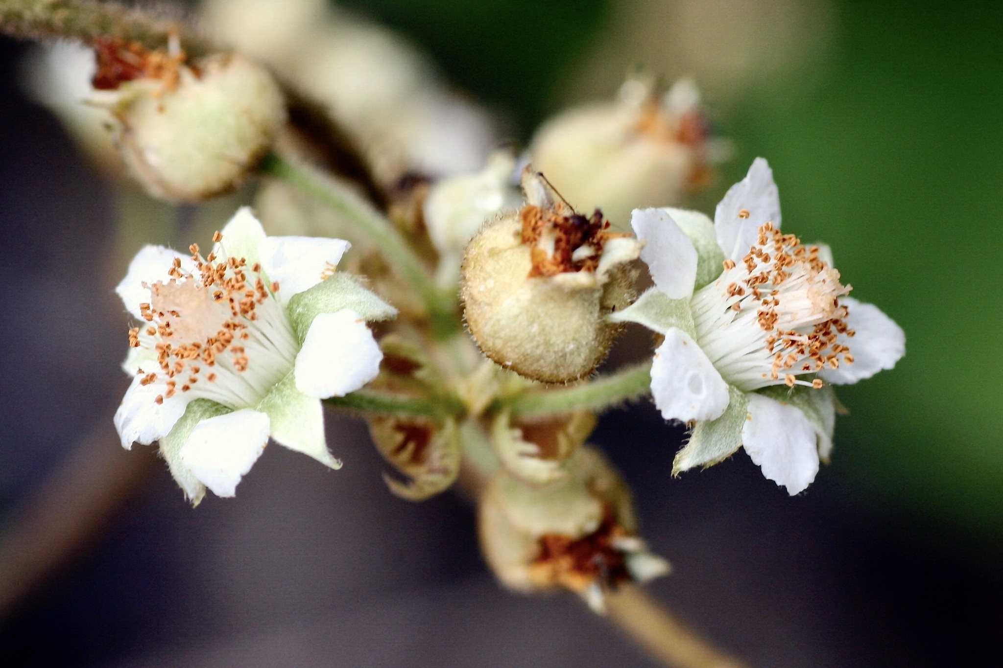 Rubus moluccanus