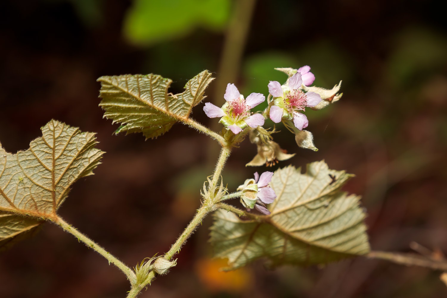 Rubus moluccanus