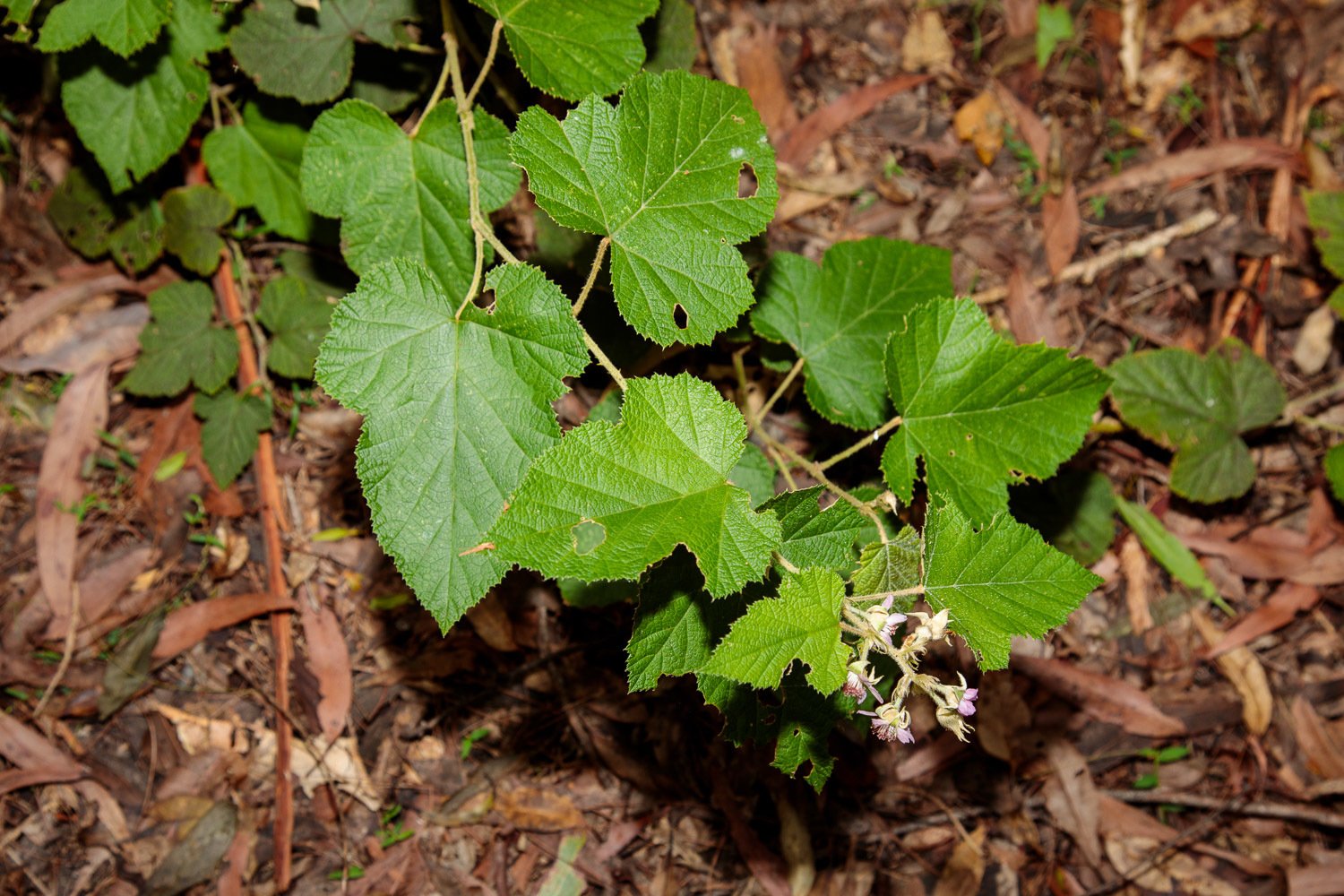 Rubus moluccanus