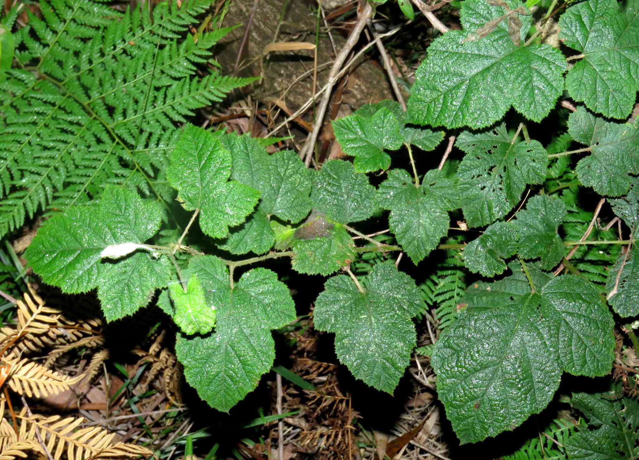 Rubus moluccanus