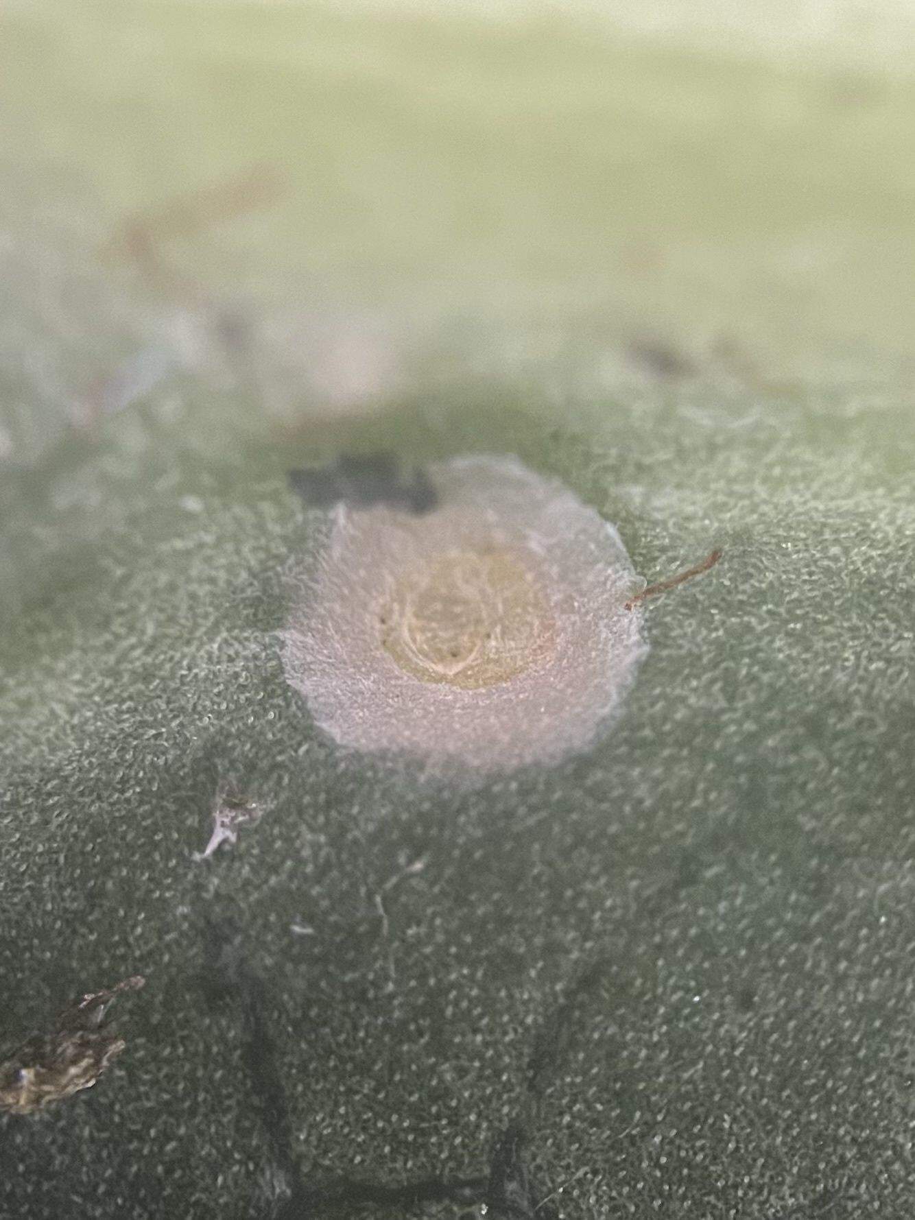 Diaspidiotus ancylus