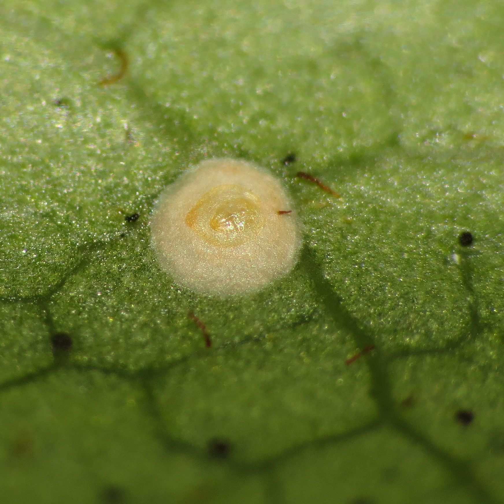 Diaspidiotus ancylus