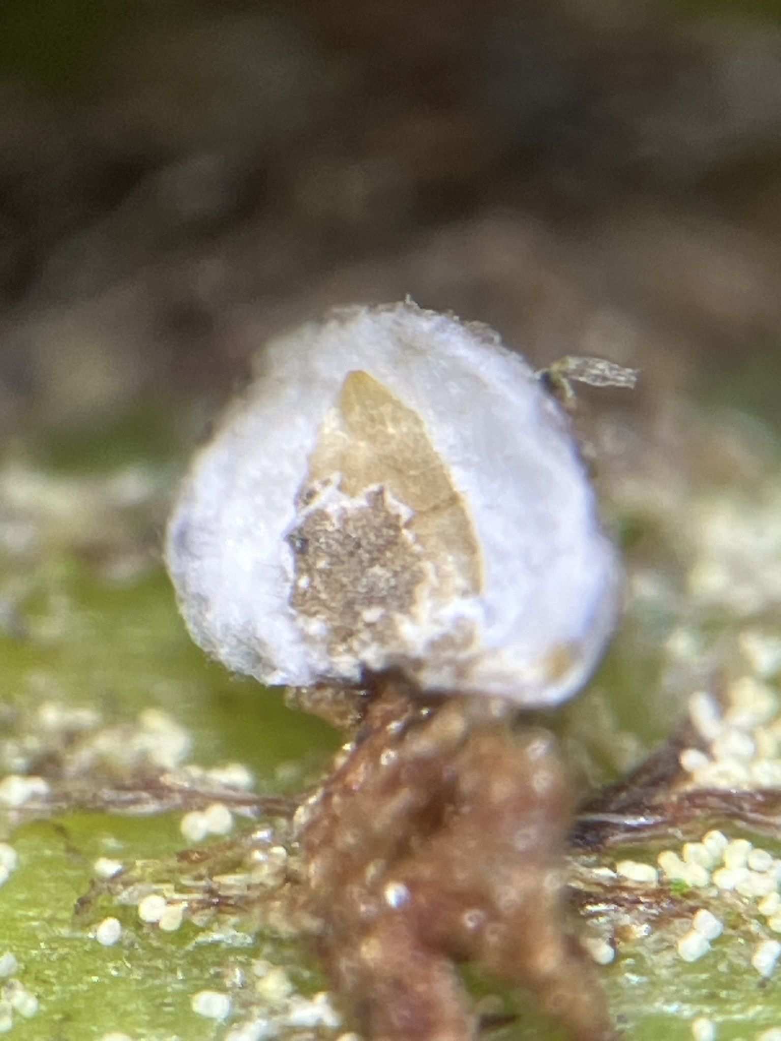 Diaspidiotus ancylus