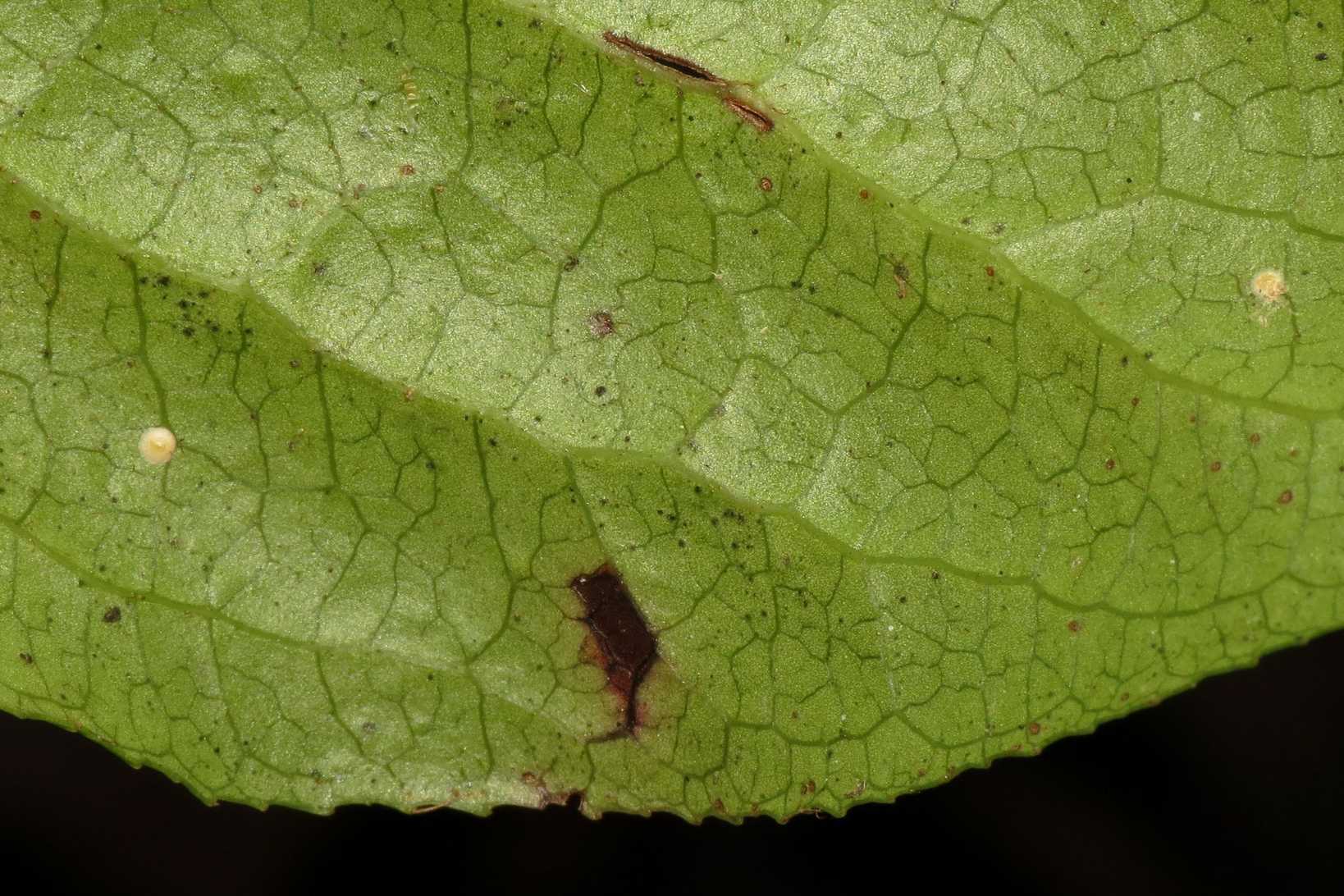 Diaspidiotus ancylus