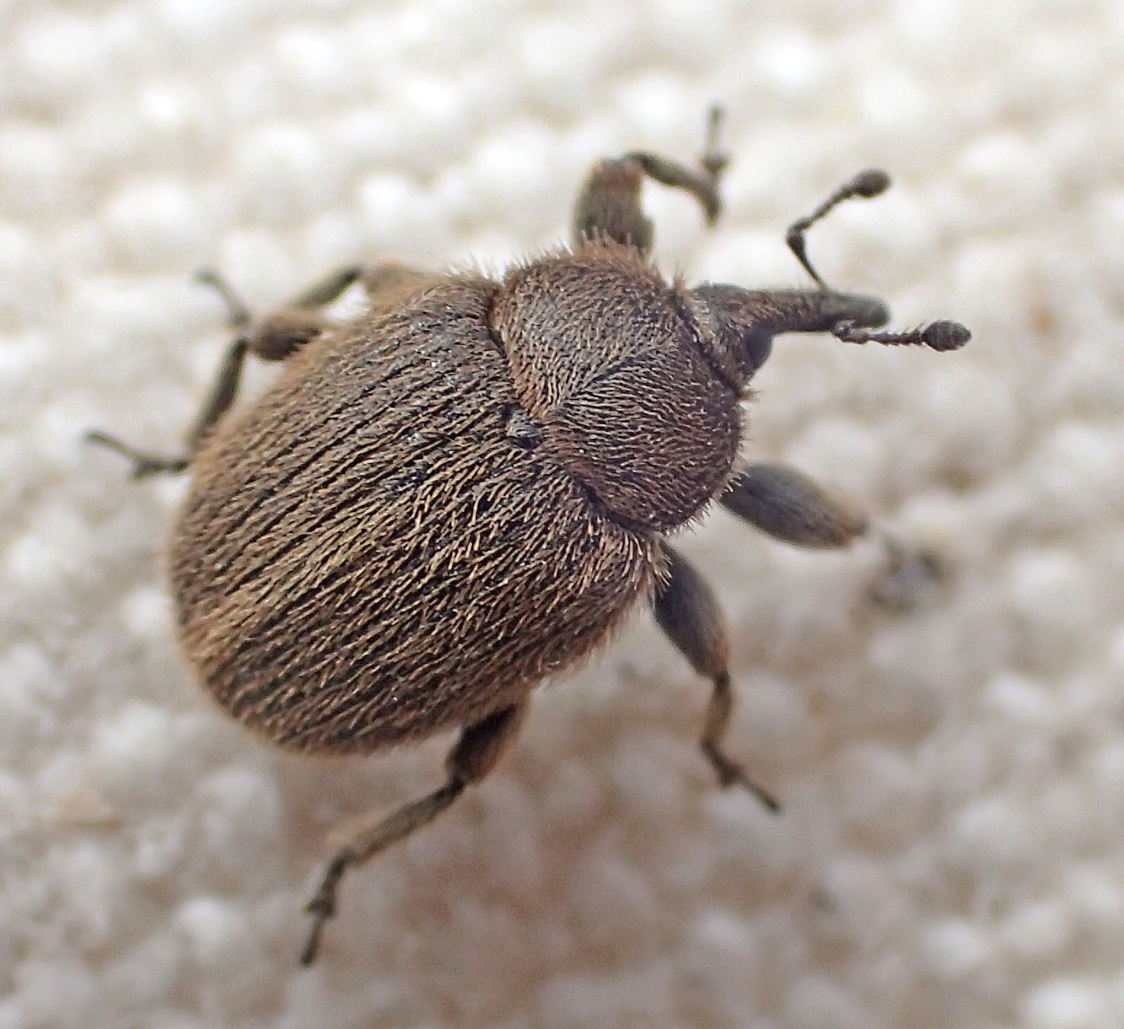 Rhinusa