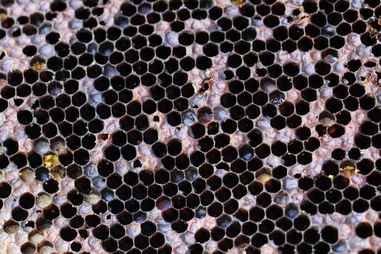 Paenibacillus larvae