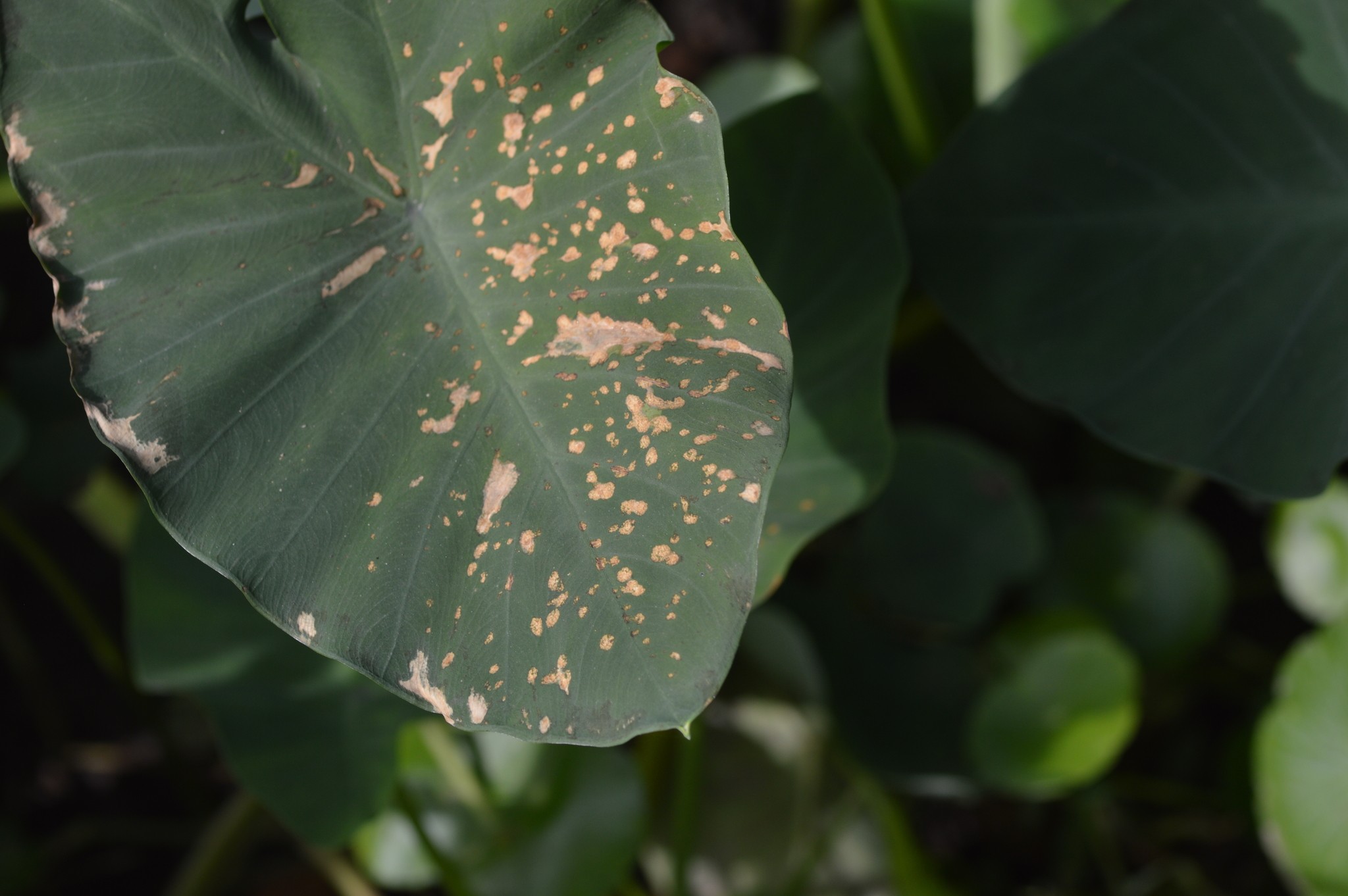 Phytophthora colocasiae