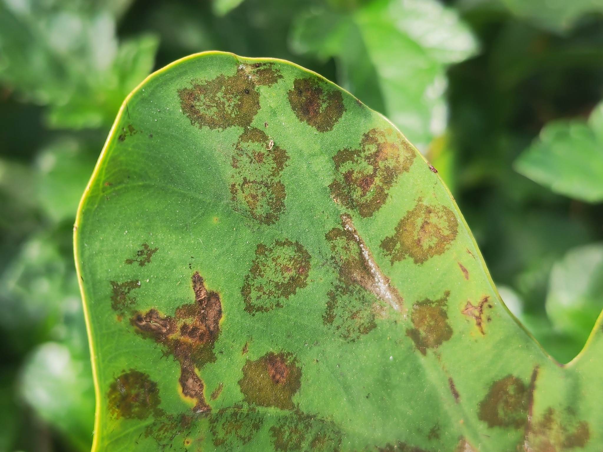 Phytophthora colocasiae