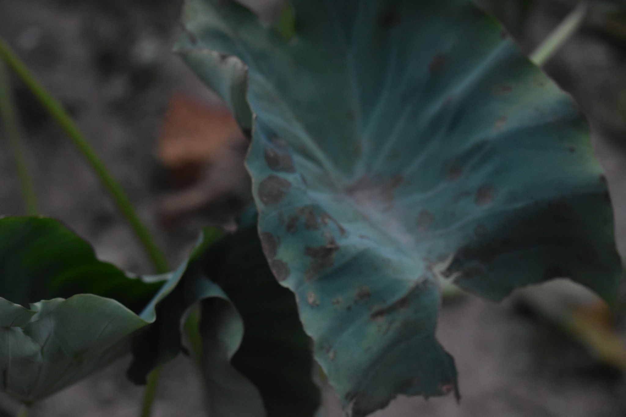 Phytophthora colocasiae