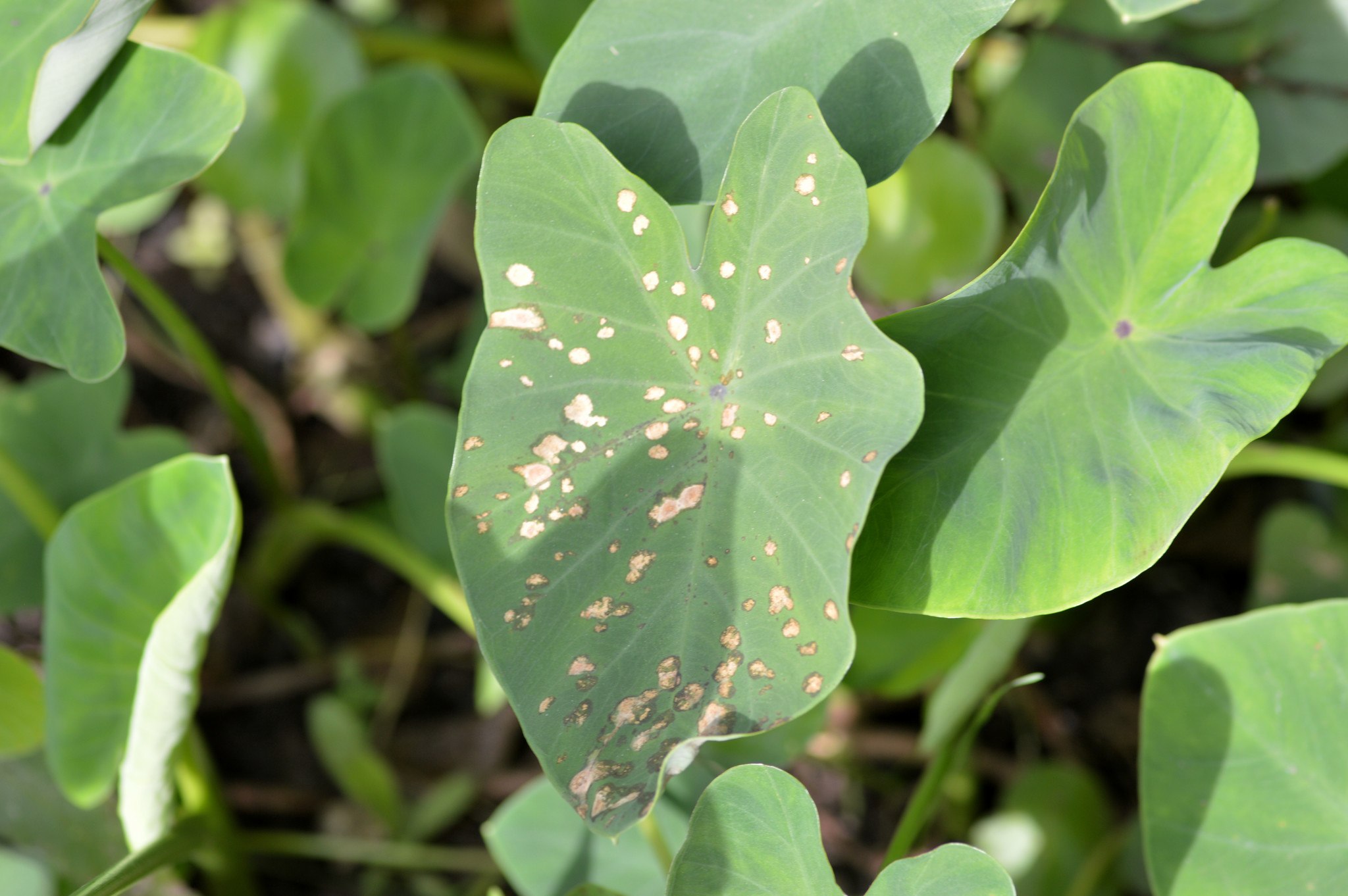 Phytophthora colocasiae