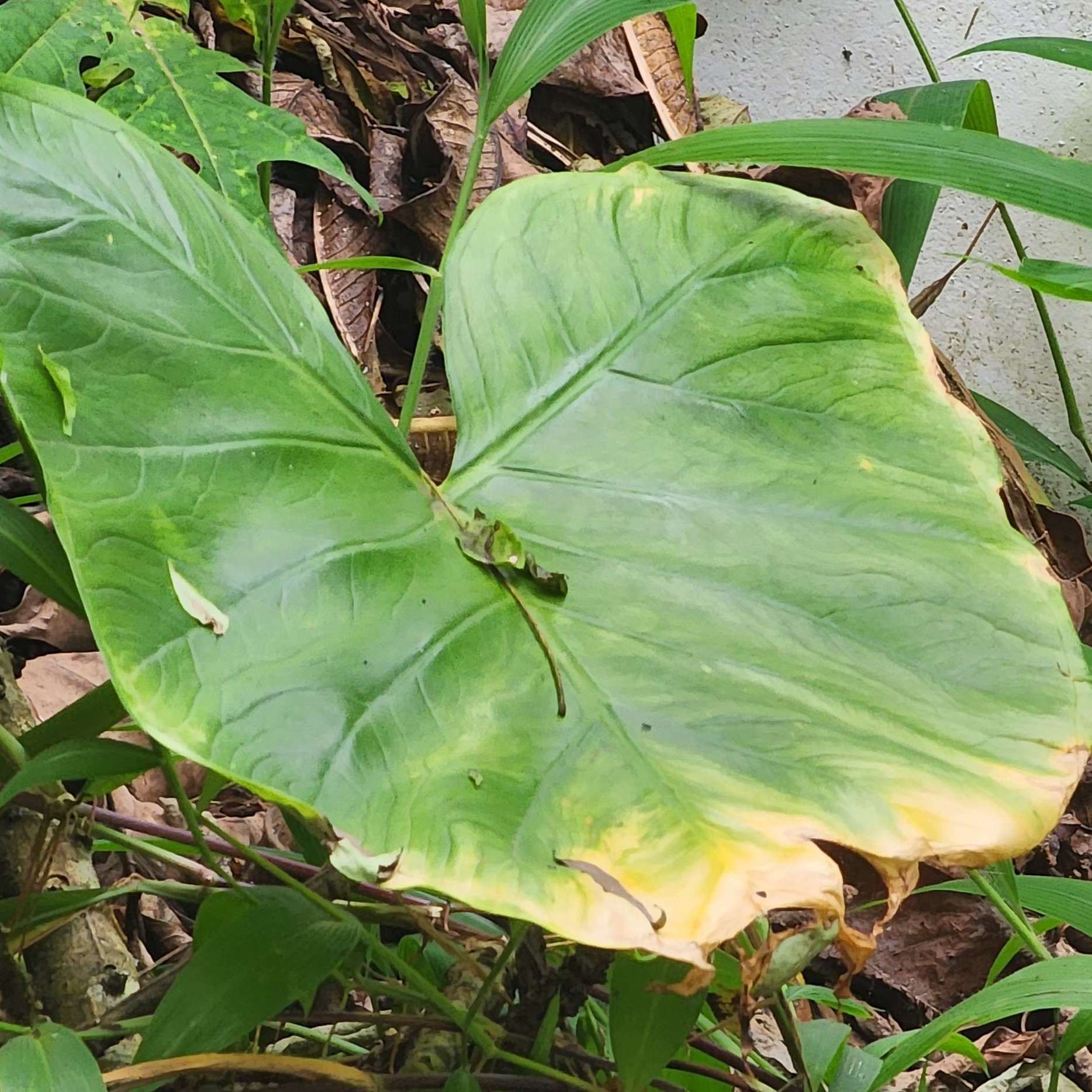 Phytophthora colocasiae