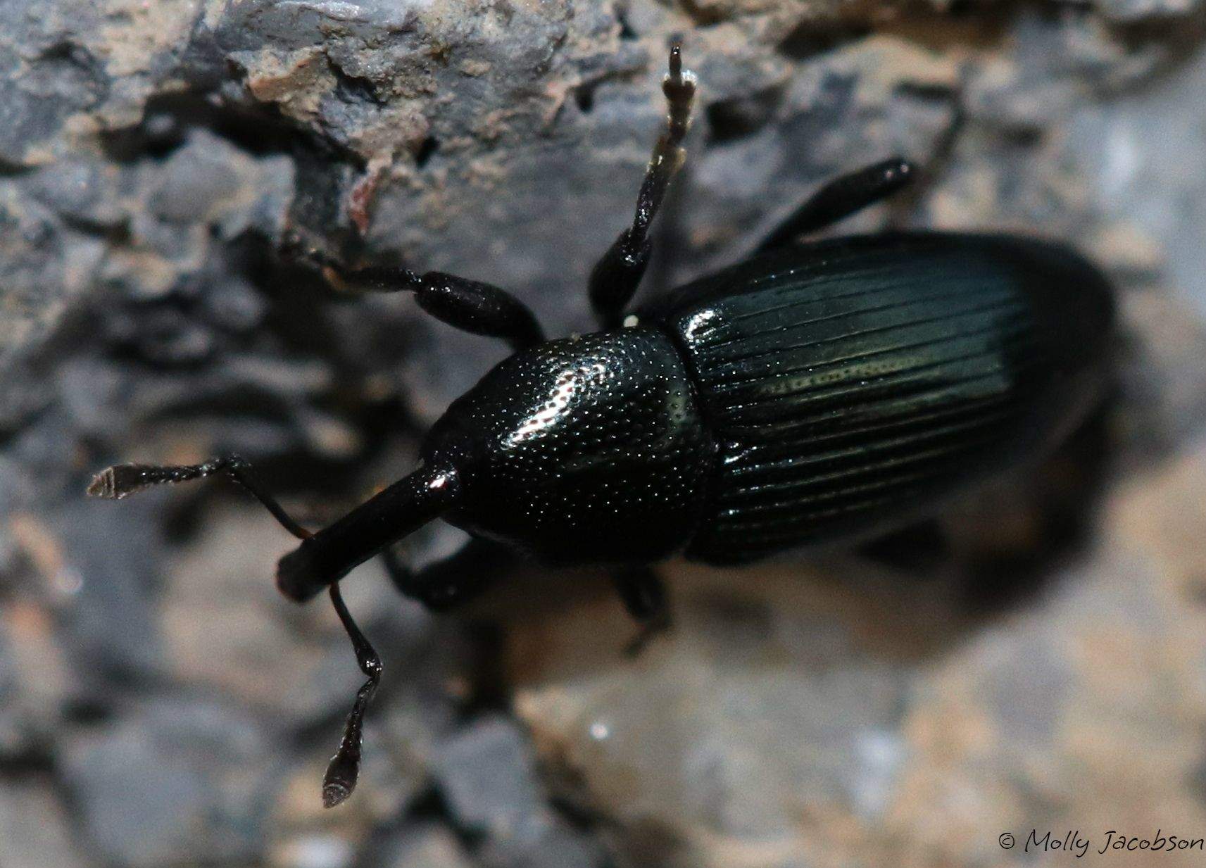 Aulacobaris lepidii