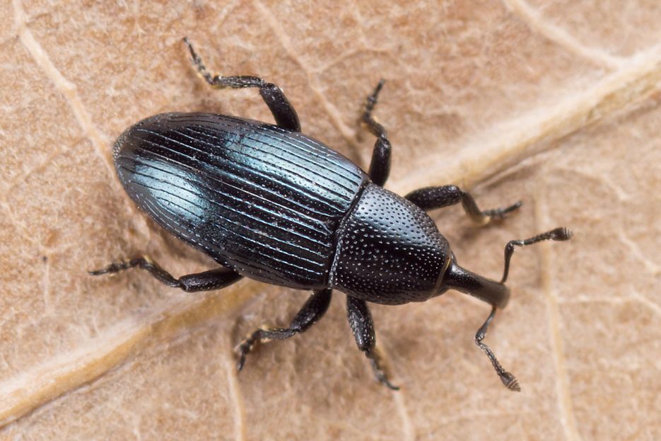 Aulacobaris lepidii