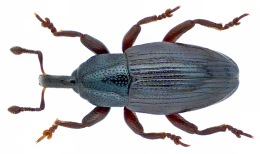 Aulacobaris lepidii