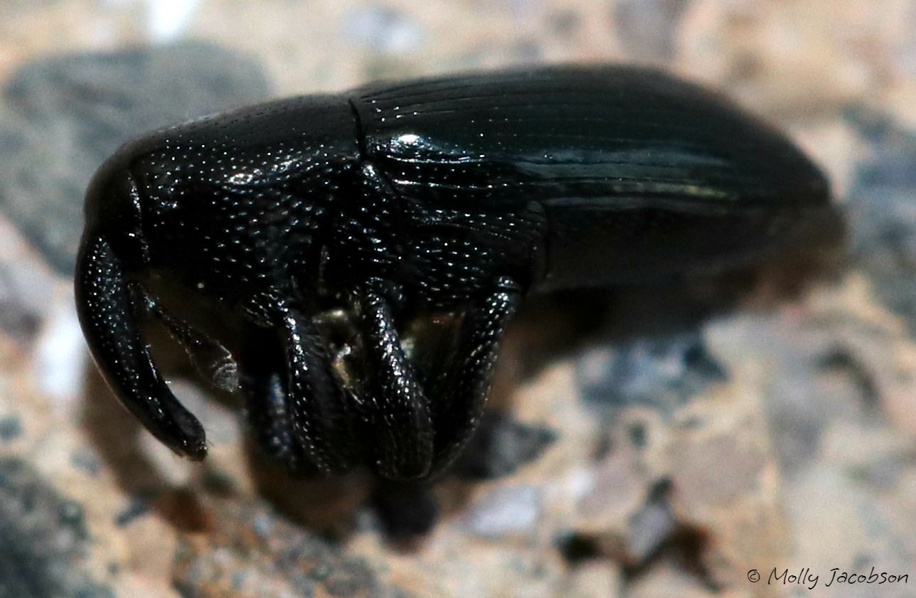 Aulacobaris lepidii