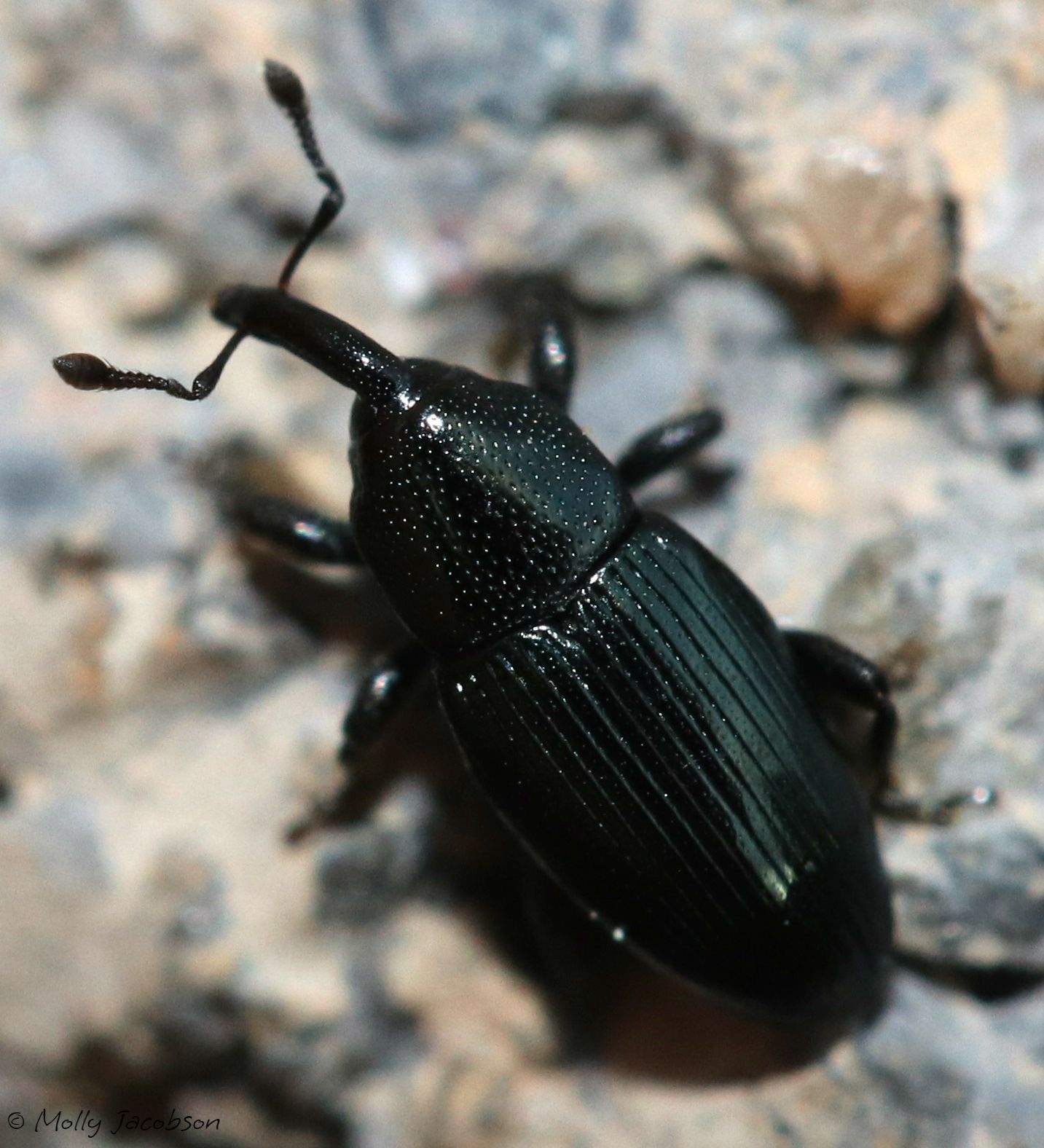 Aulacobaris lepidii