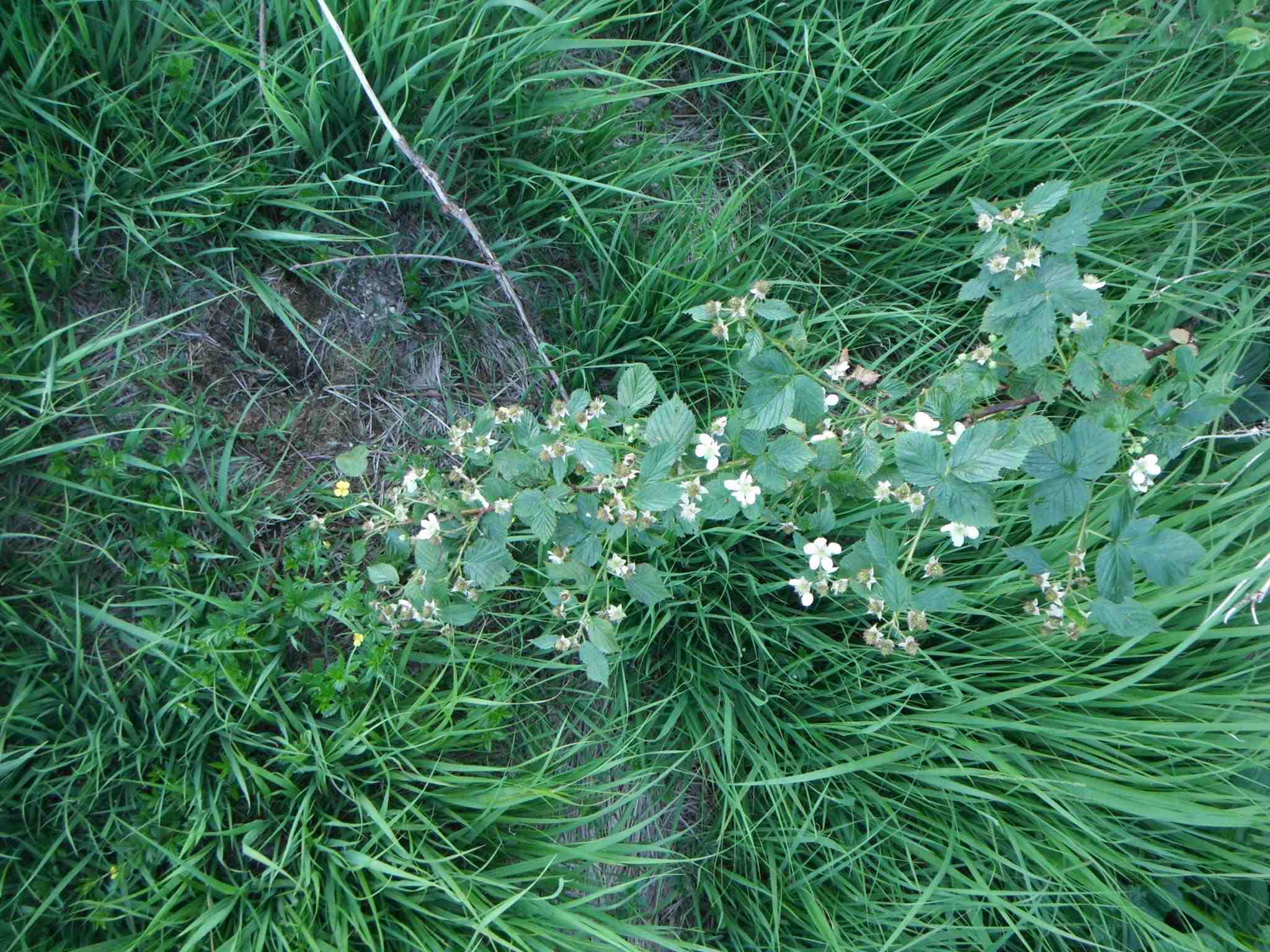 Rubus fruticosus