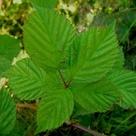 Rubus fruticosus