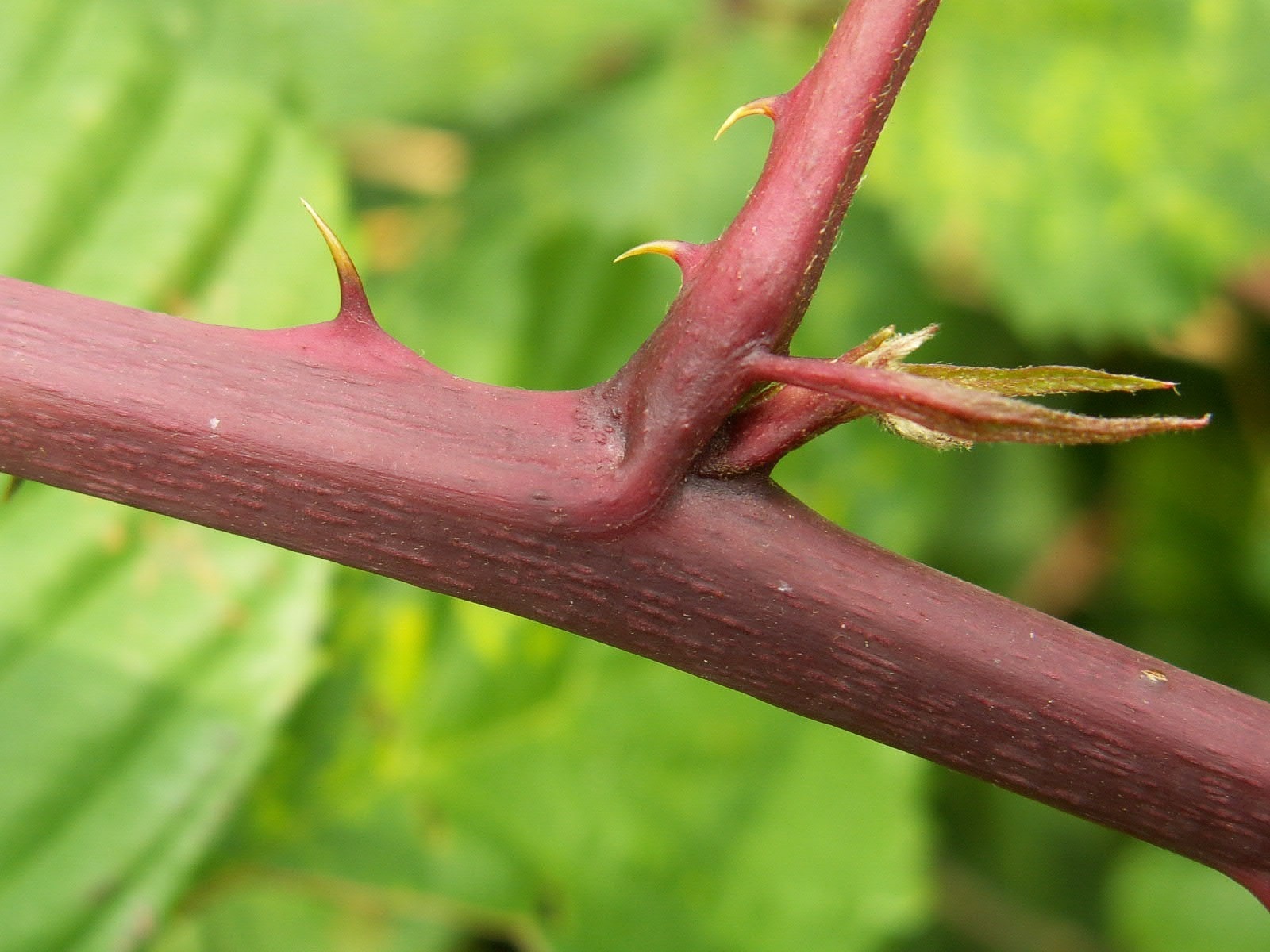 Rubus fruticosus