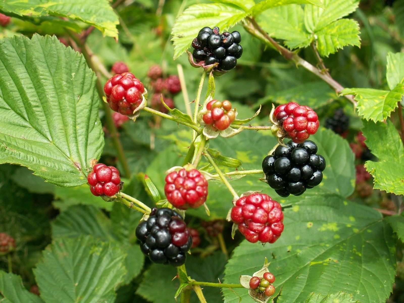 Rubus fruticosus