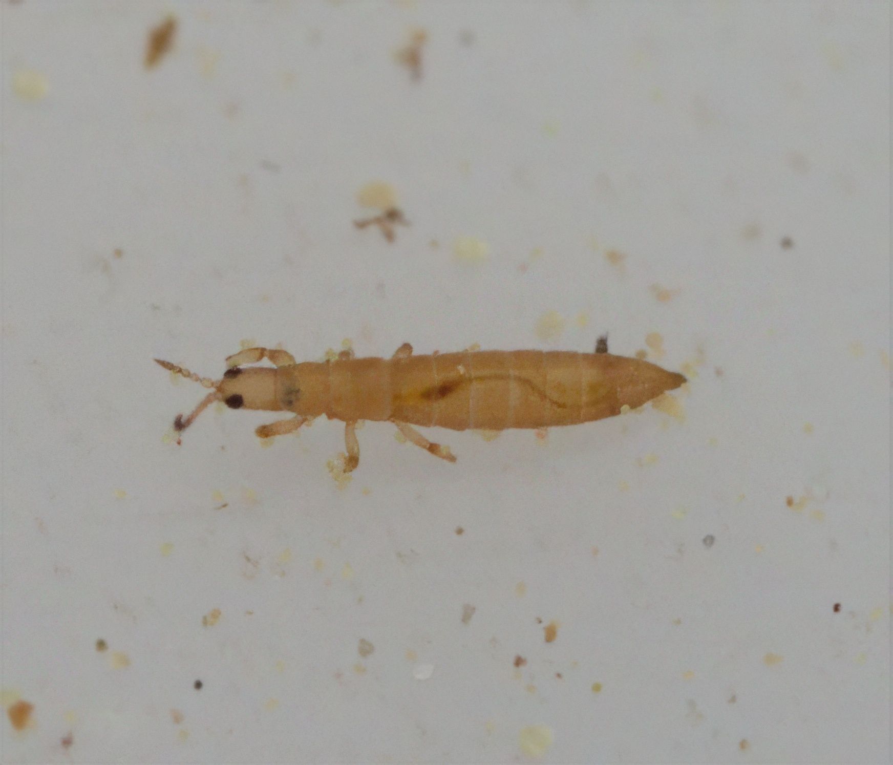 Aptinothrips