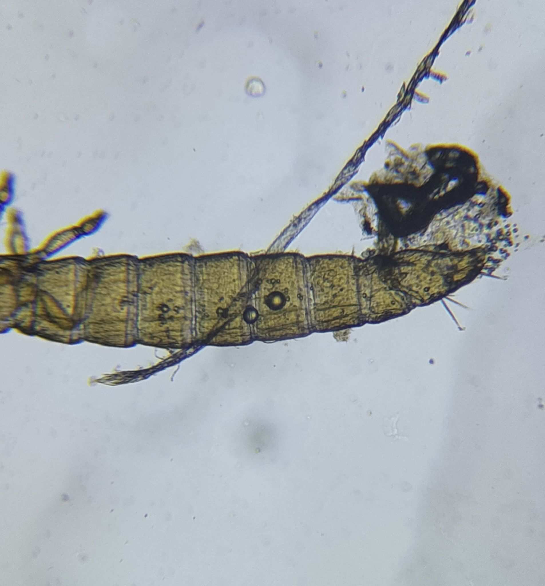 Aptinothrips