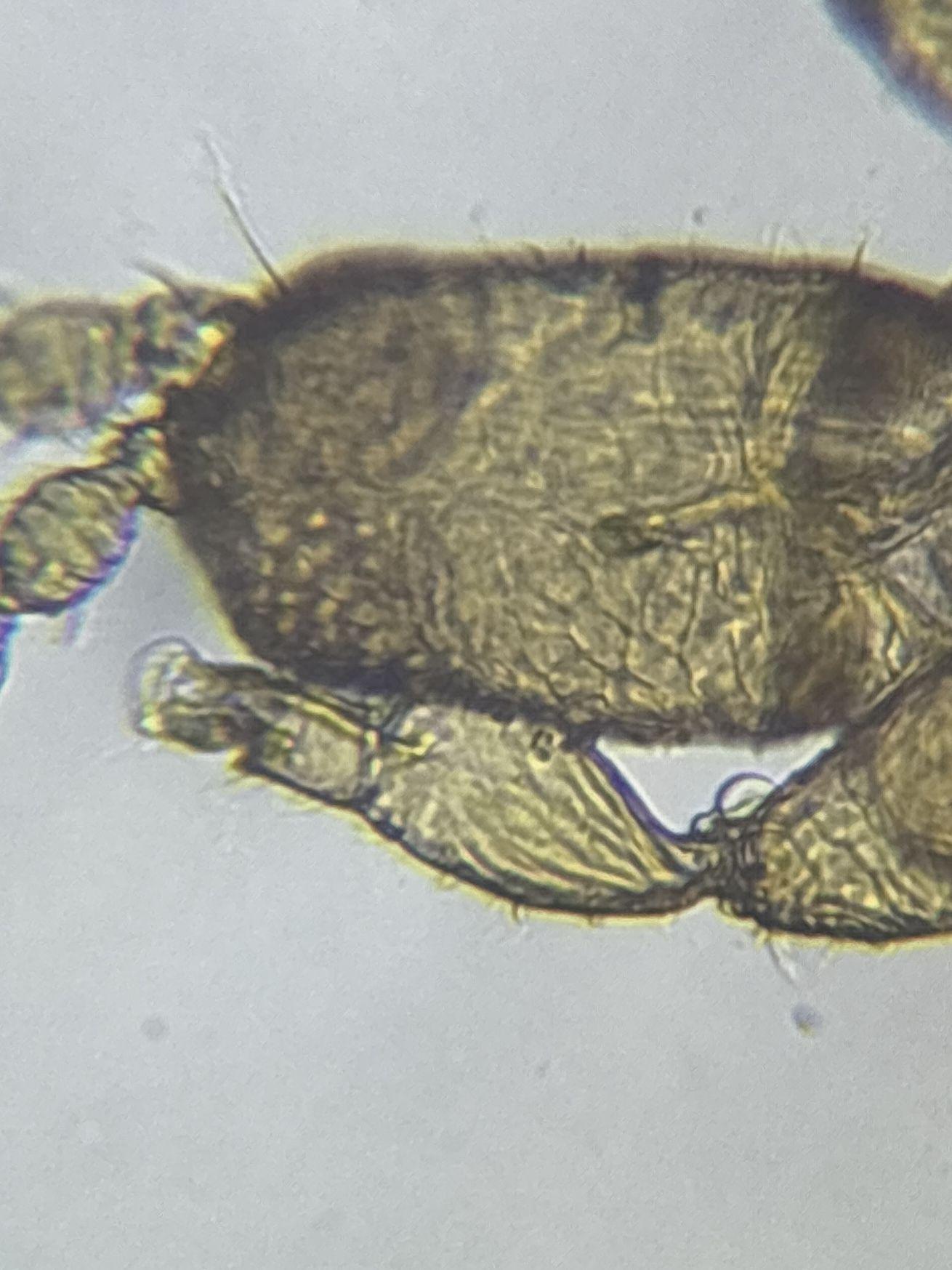 Aptinothrips